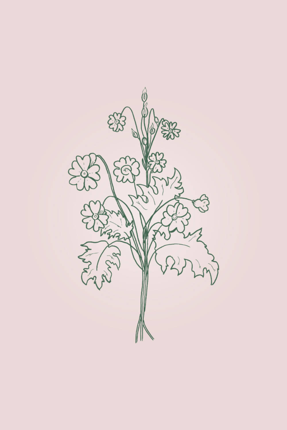 Minimalist Spring, flowering plant, serrated leaves, HD Phone Wallpaper