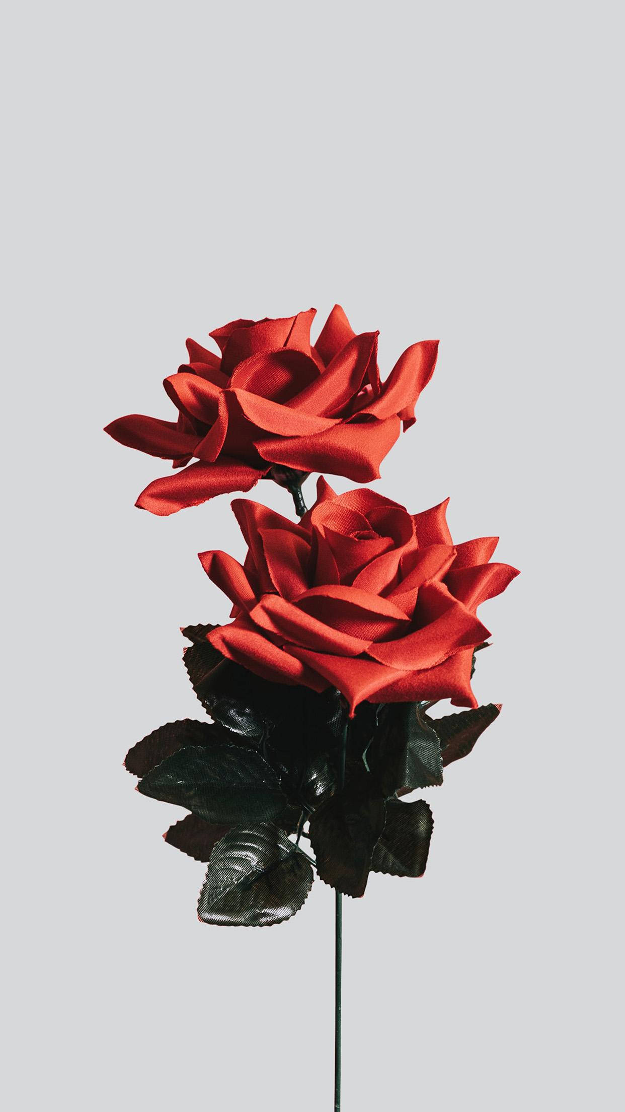 minimalist spring, red satin roses, glossy black leaves, Full HD Phone Wallpaper