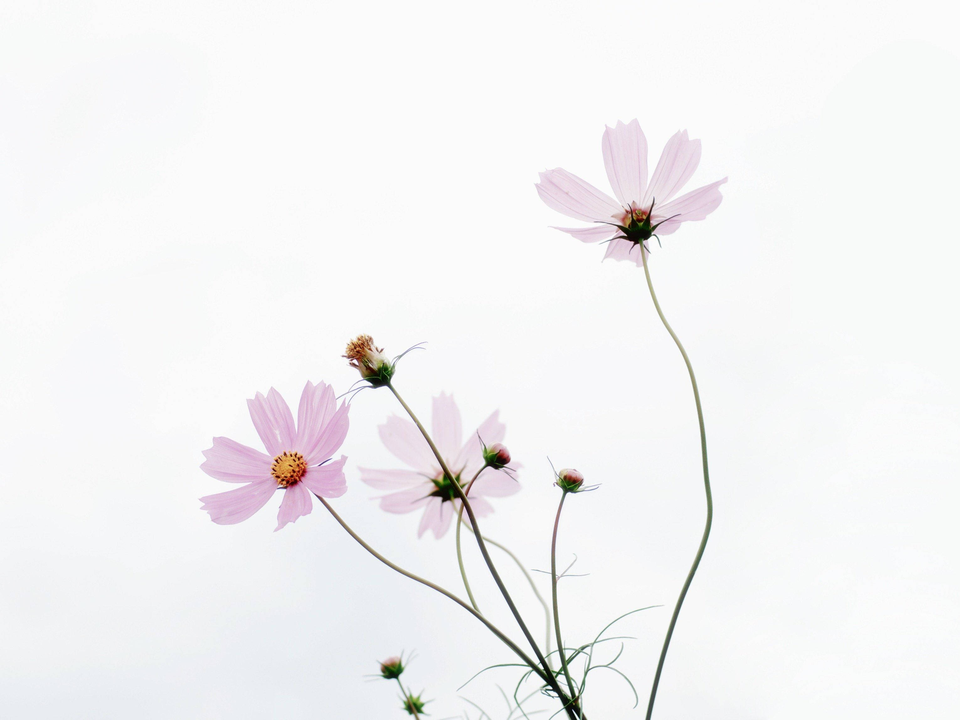 minimalist spring, pink cosmos flowers, slender stems, 2K Desktop Wallpaper