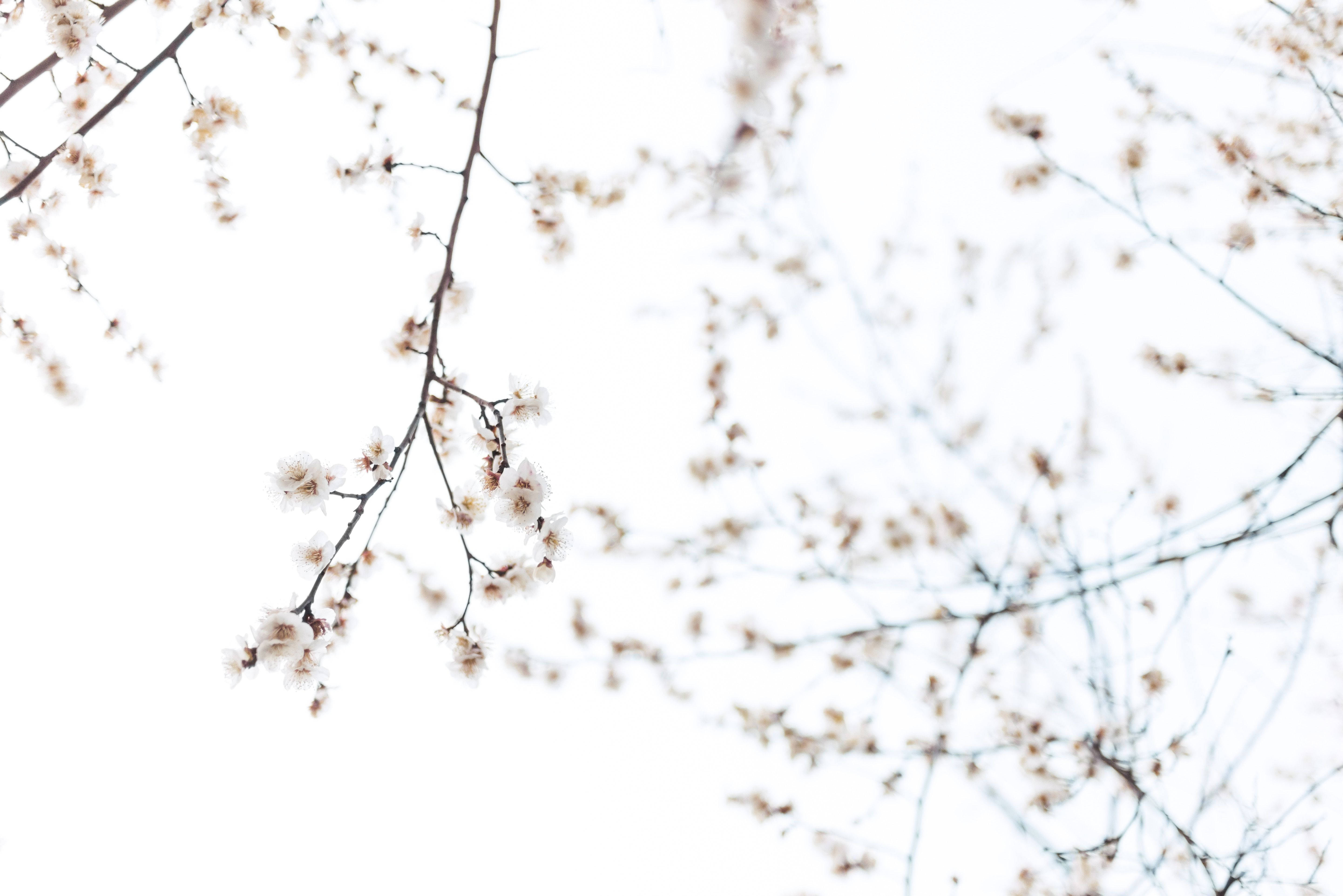 minimalist spring, white blossoms, slender branches, 5K Desktop Wallpaper
