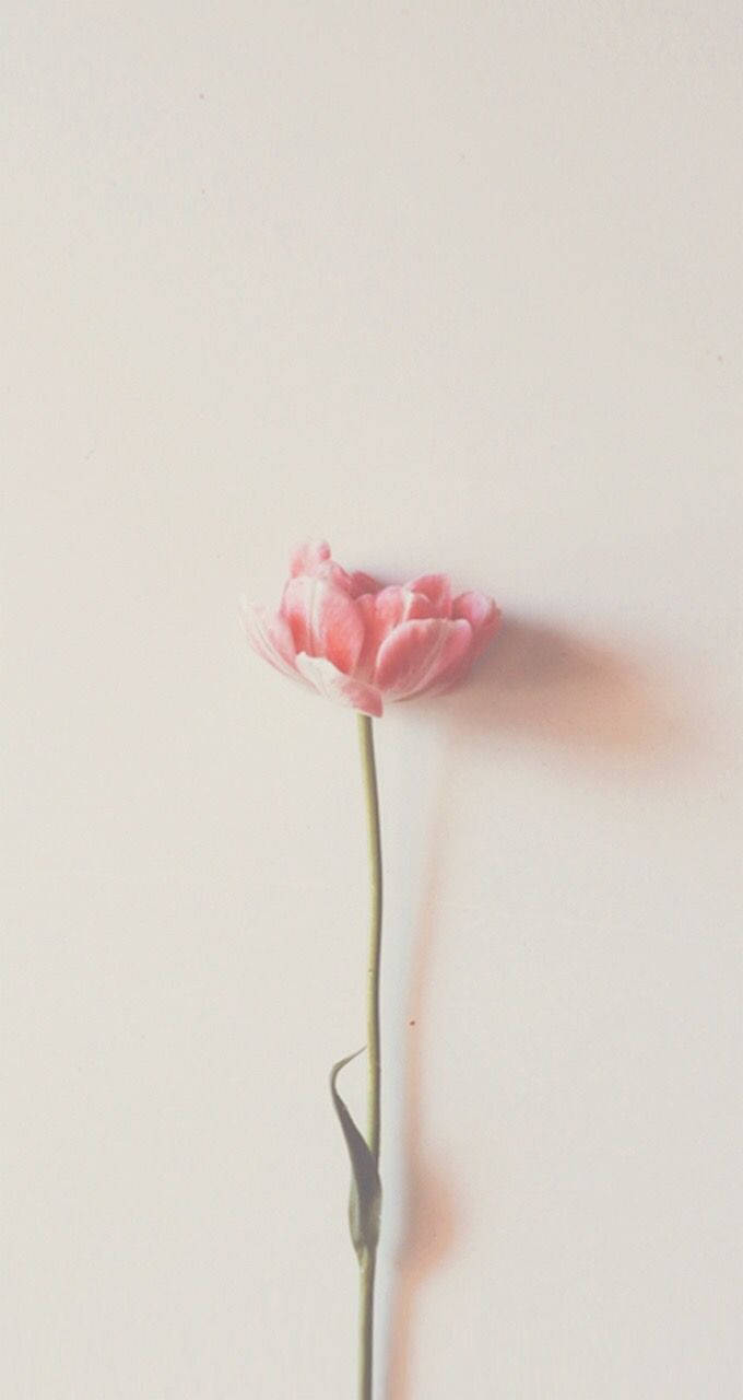 minimalist spring, pink tulip, off-white background, HD Phone Wallpaper