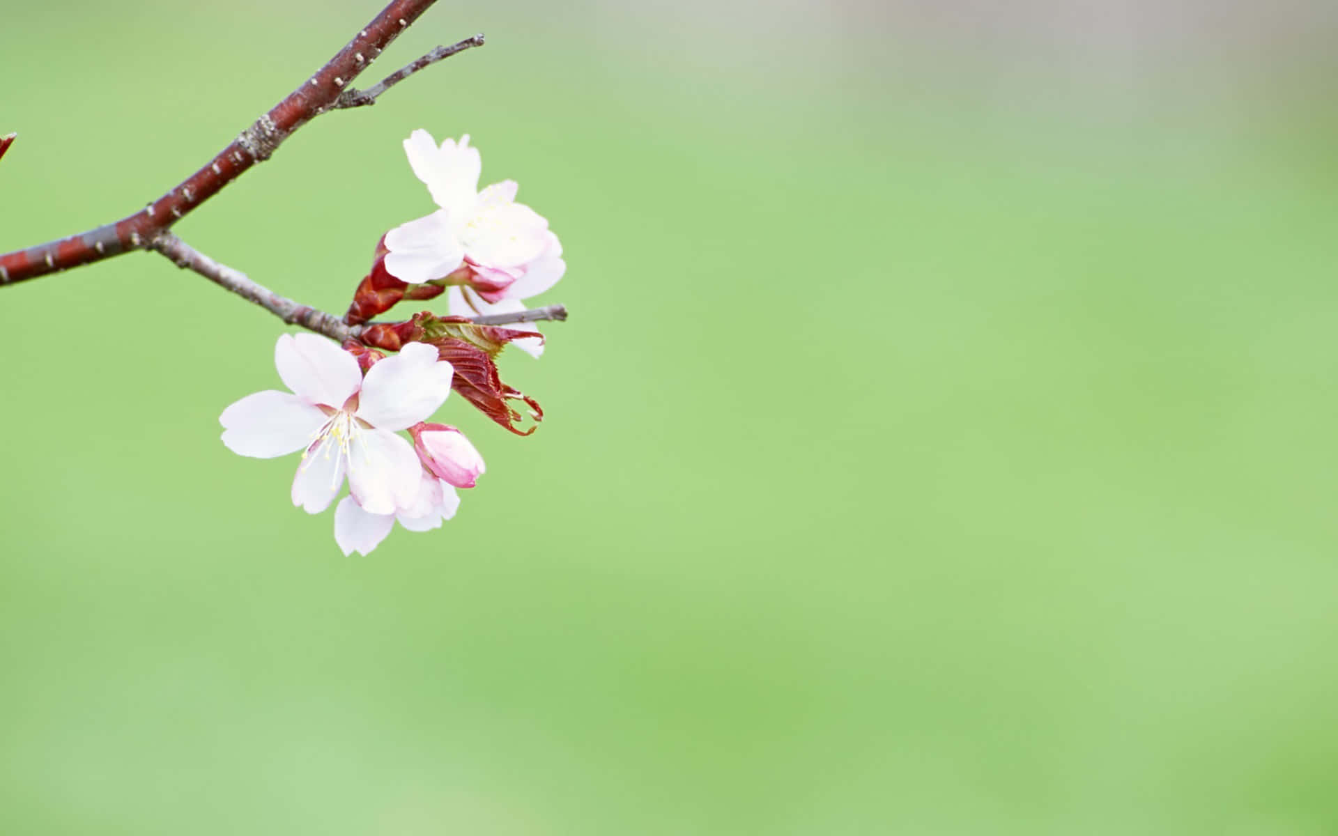 pink cherry blossoms, slender branch, soft green blurred background, Full HD Desktop Wallpaper