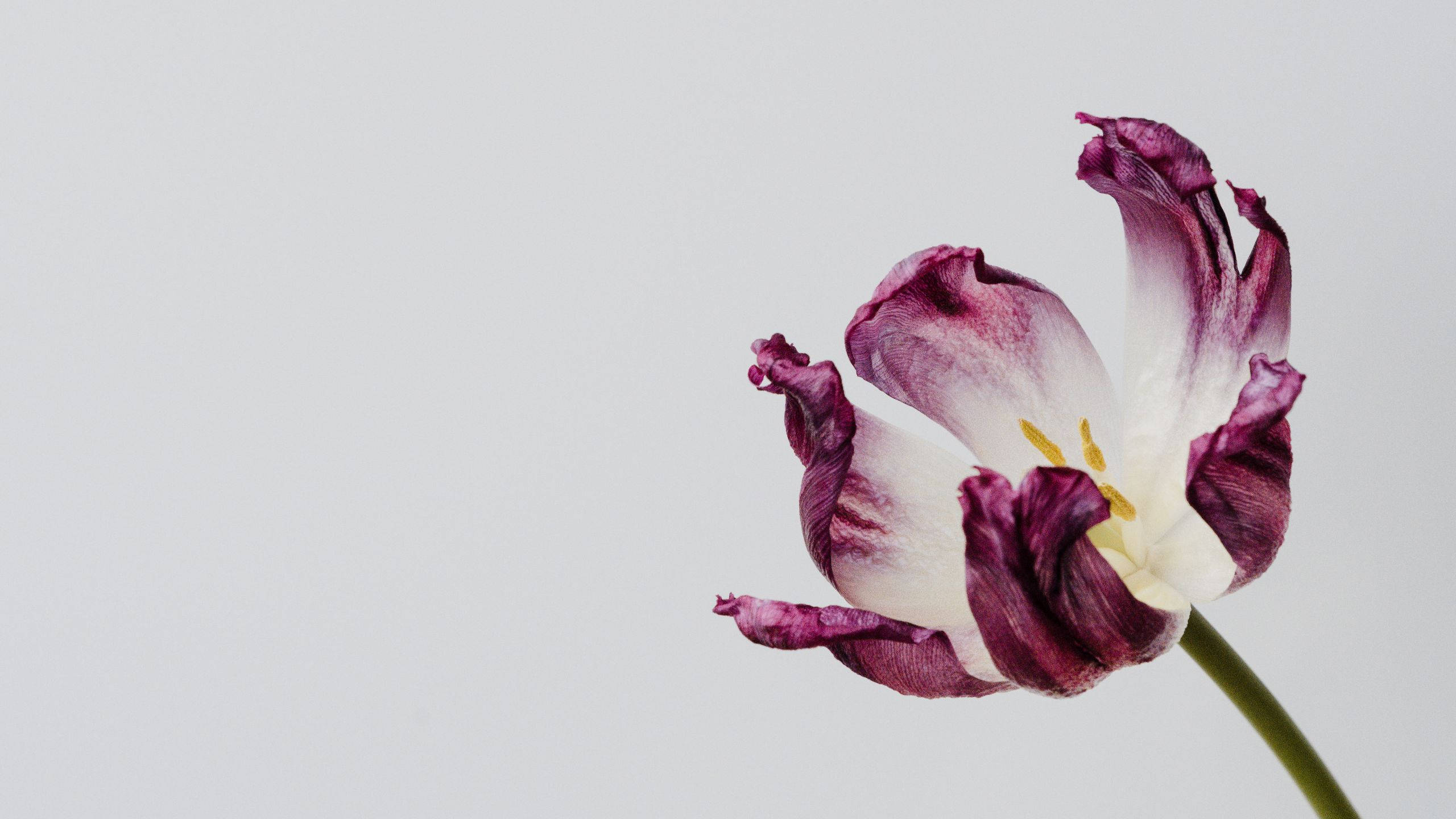 Minimalist Spring, purple and white tulip, ruffled petals, 2K Desktop Wallpaper