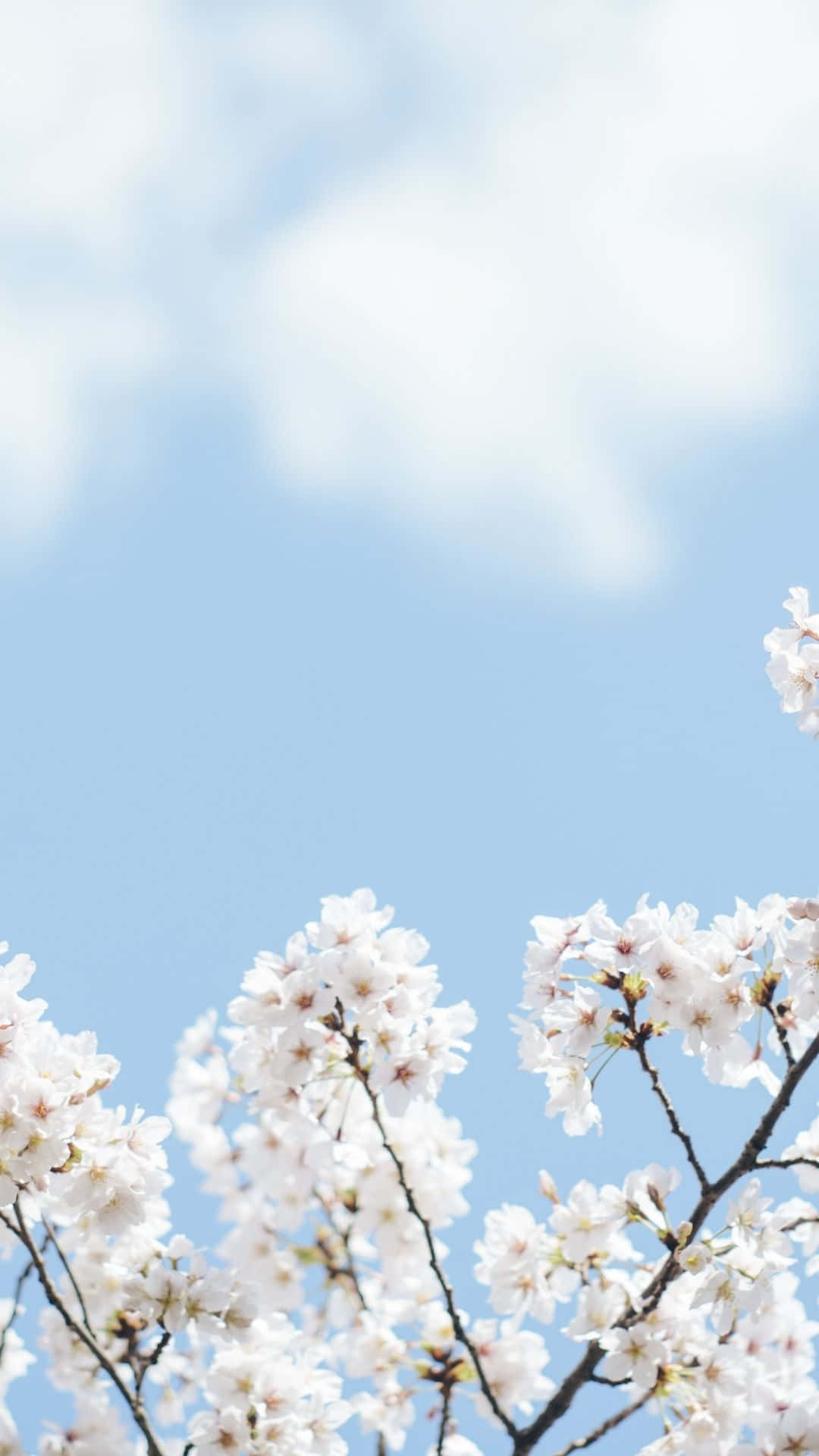 Minimalist Spring, cherry blossoms, dark branches, Full HD Phone Wallpaper