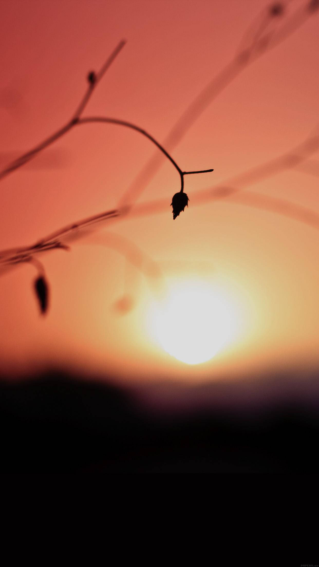 Tiny Leaf Sunset Aesthetic, bare branches, glowing orange sunset, Full HD Phone Wallpaper