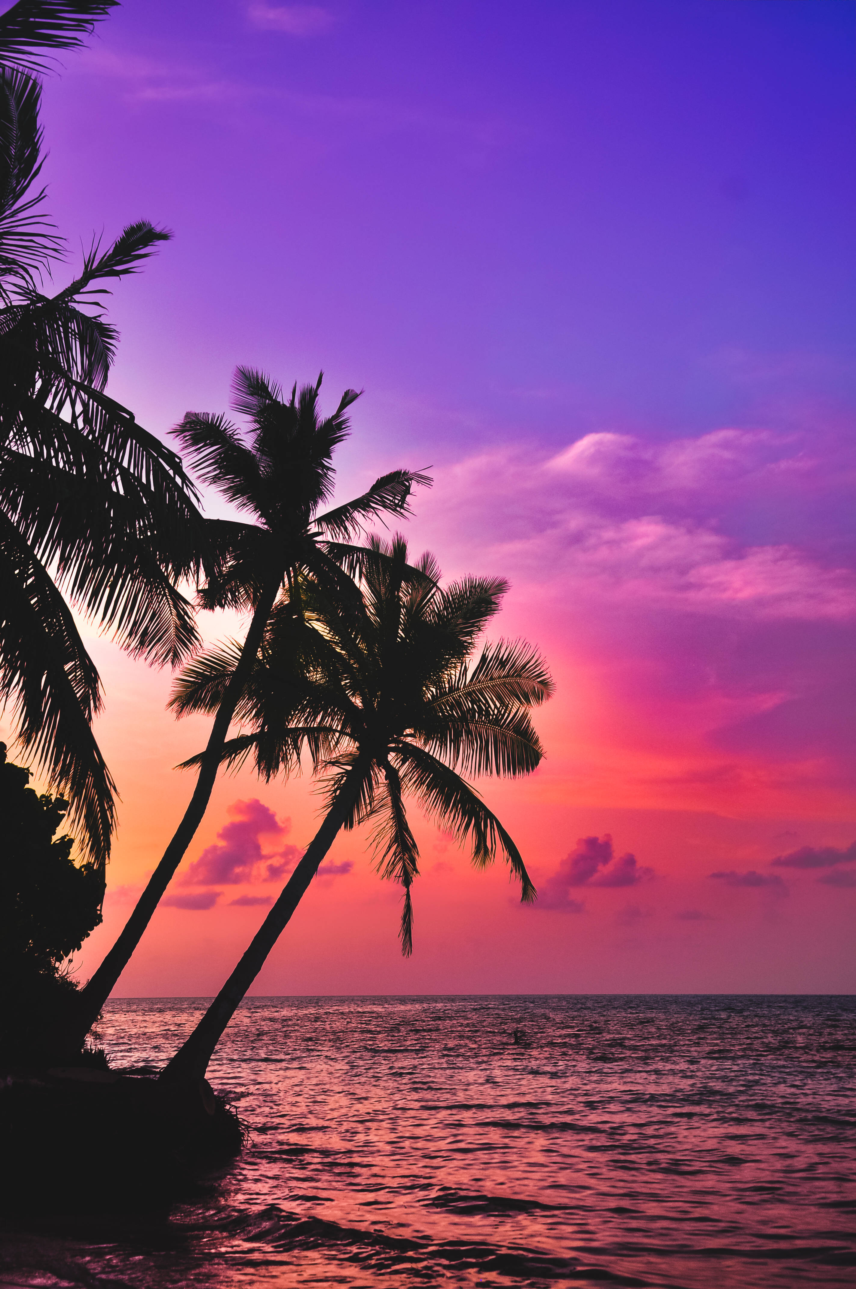 palm trees, calm ocean, vibrant purple and pink sunset sky, 4K Phone Wallpaper