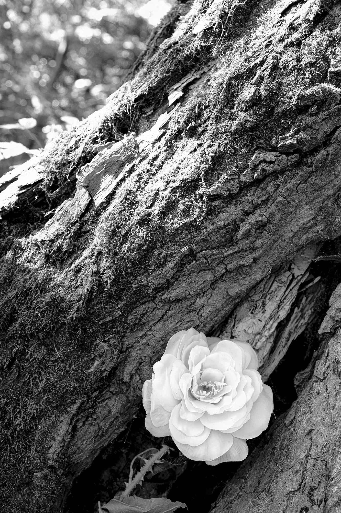 Minimalist Black And White Sunset, white rose, mossy bark, Full HD Phone Wallpaper