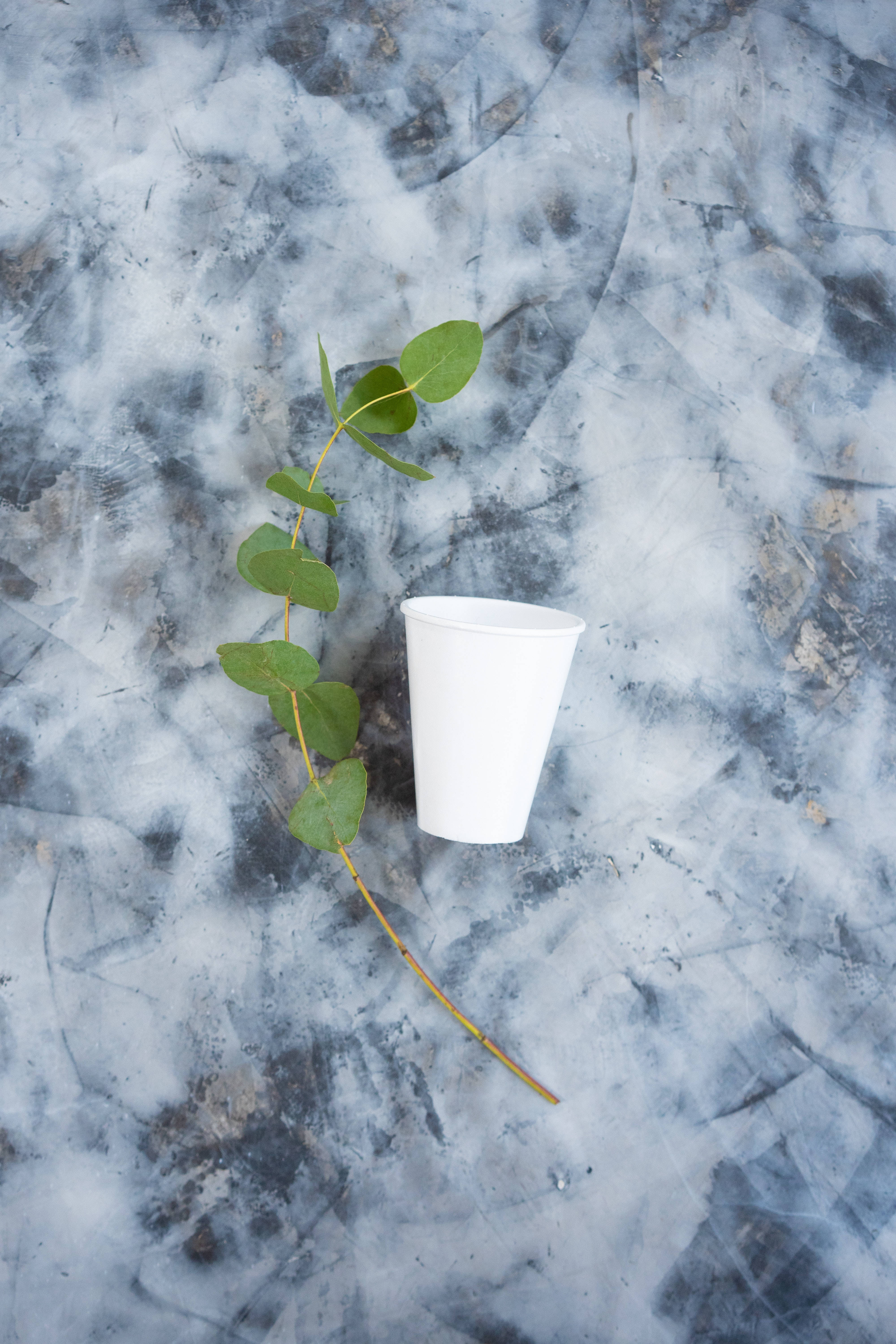 white paper cup, fresh eucalyptus branch, textured gray concrete surface, 5K Phone Wallpaper