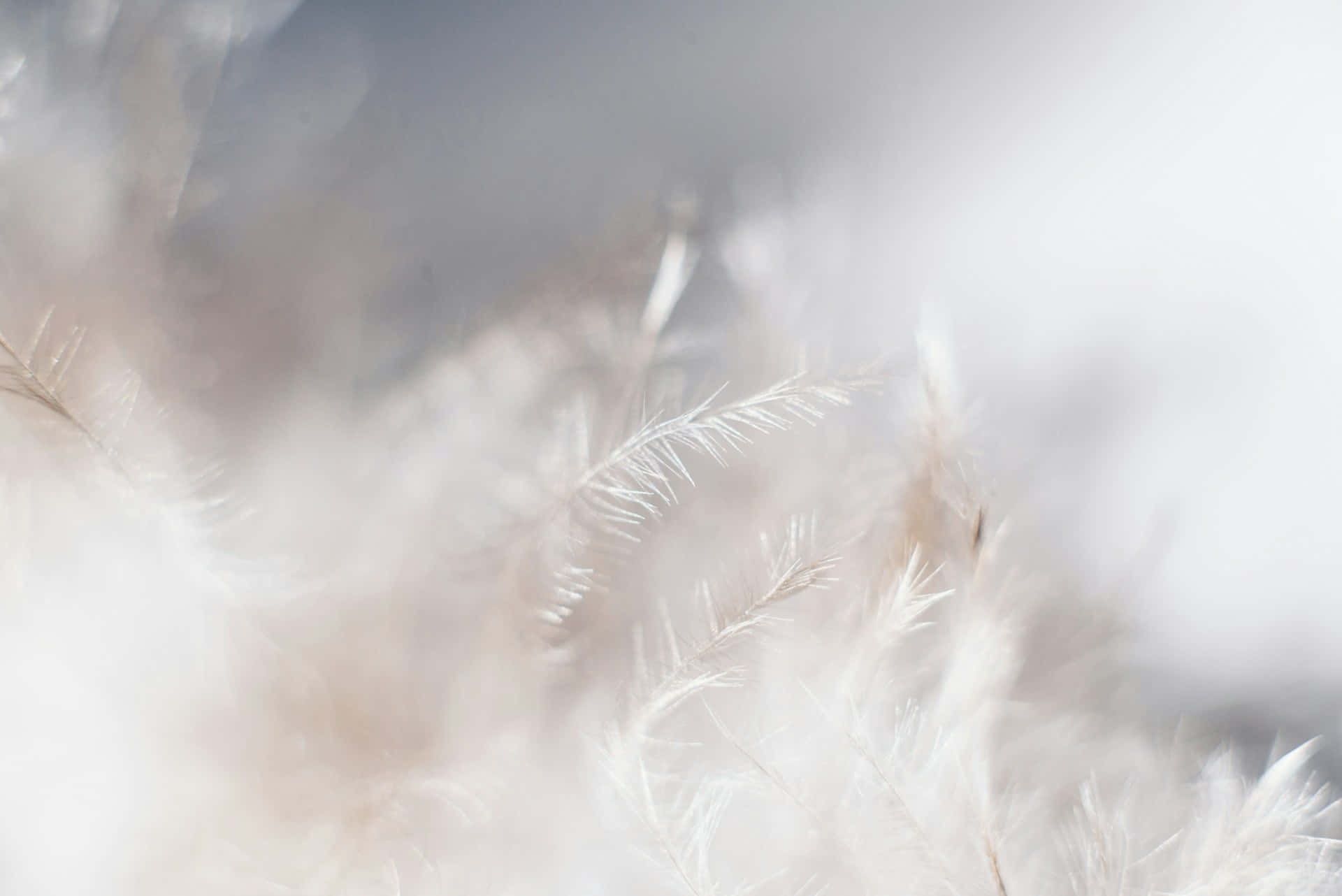 soft feather texture, white aesthetic, pampas grass plumes, Full HD Desktop Wallpaper