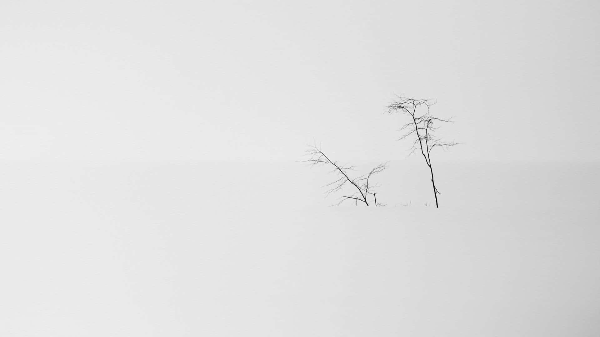 minimalist trees in mist, bare trees, monochrome snowy expanse, Full HD Desktop Wallpaper