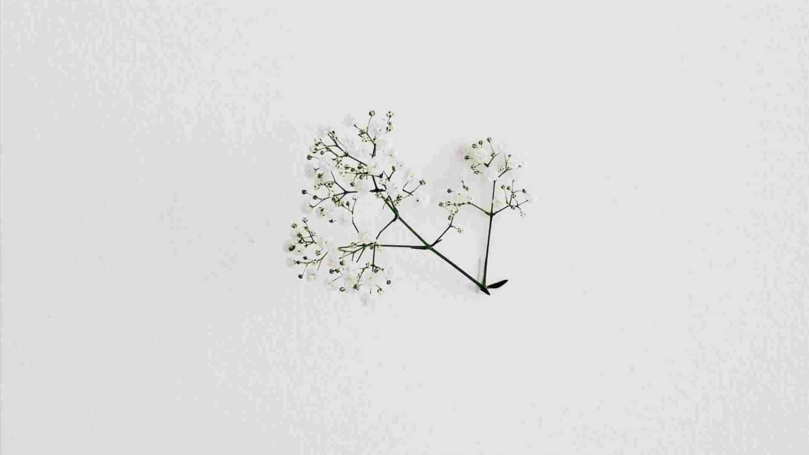baby's breath, white, light gray surface, HD Desktop Wallpaper