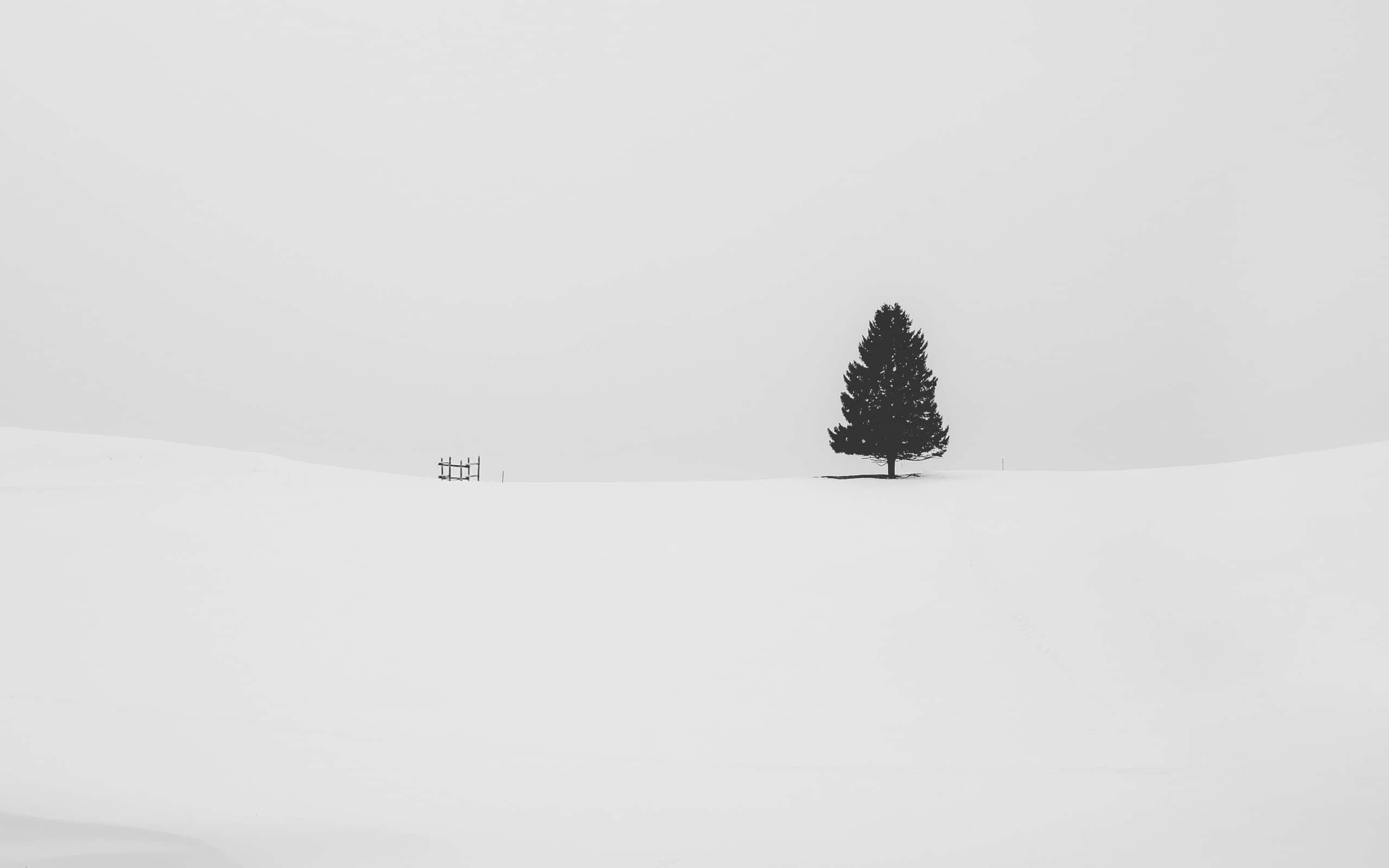 minimalist winter, snow-covered trees, woodland, 2K Desktop Wallpaper