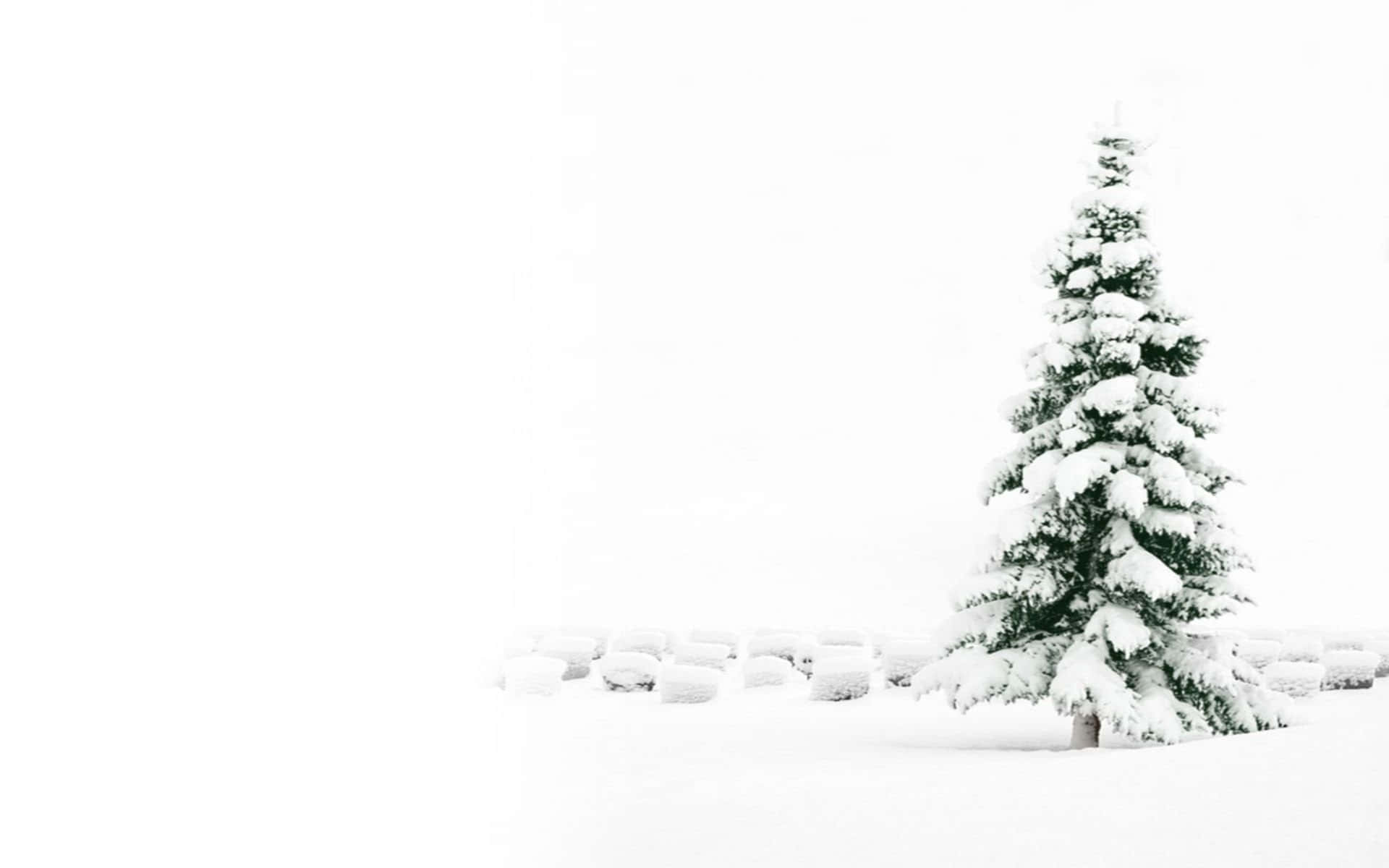minimalist winter, snow-covered evergreen tree, vast white winter field, Full HD Desktop Wallpaper