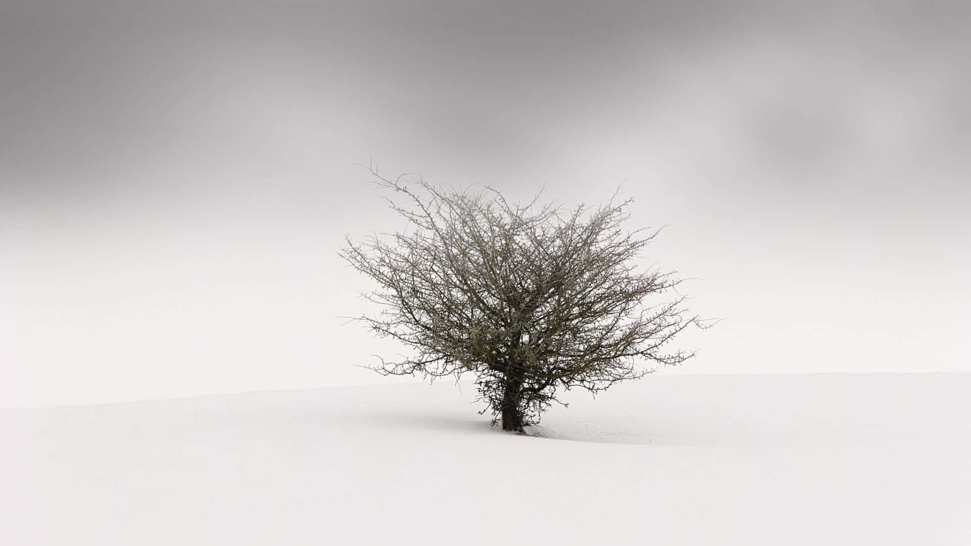 Minimalist Winter, bare tree, snowy field, Full HD Desktop Wallpaper