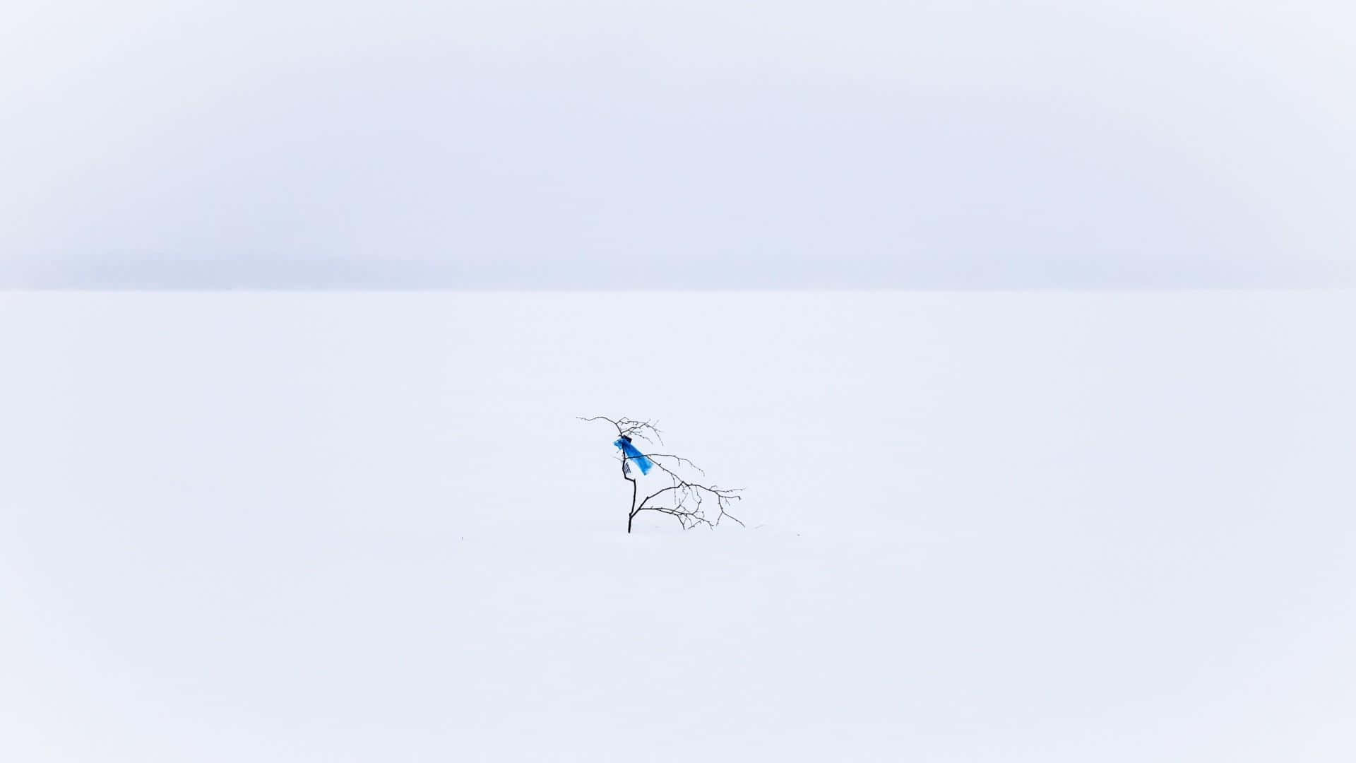 minimalist winter, bare trees, blue bird, Full HD Desktop Wallpaper