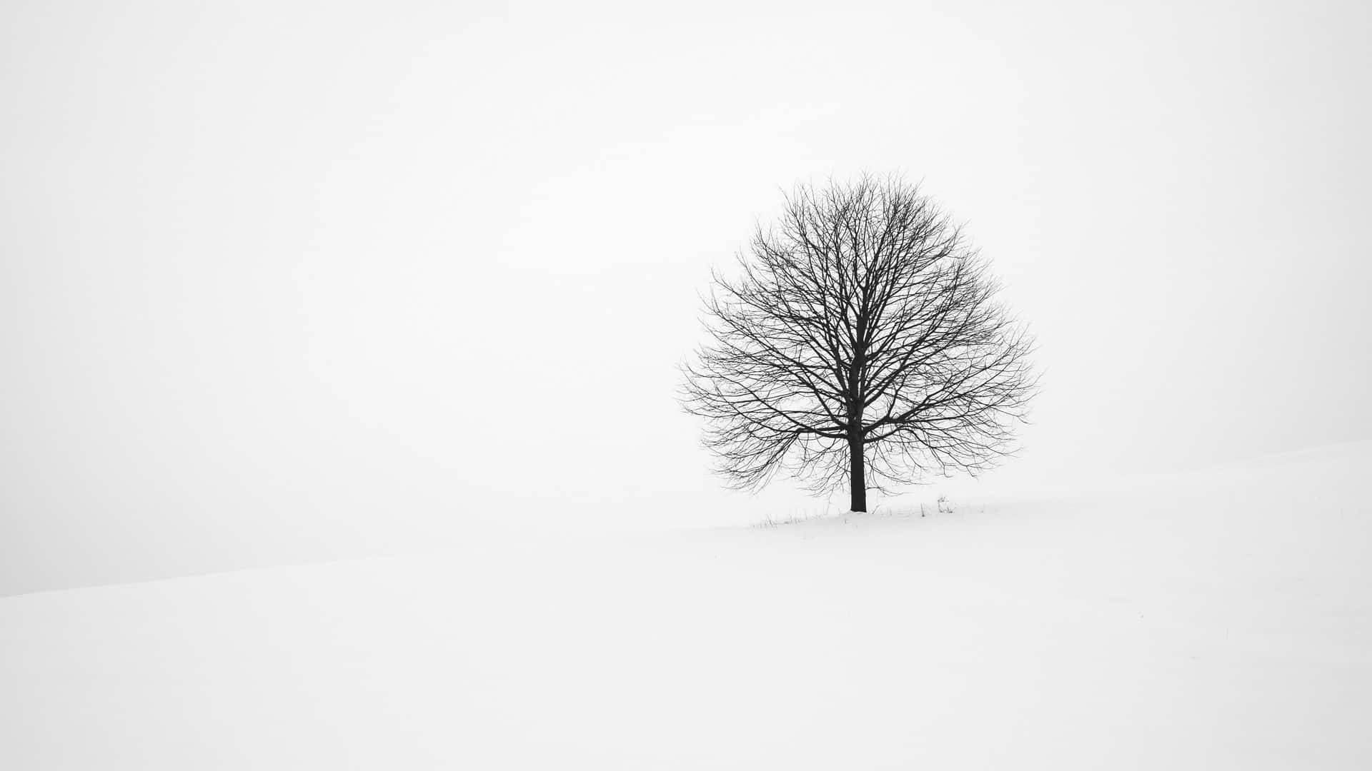 minimalist winter, snowy hill, bare tree, Full HD Desktop Wallpaper