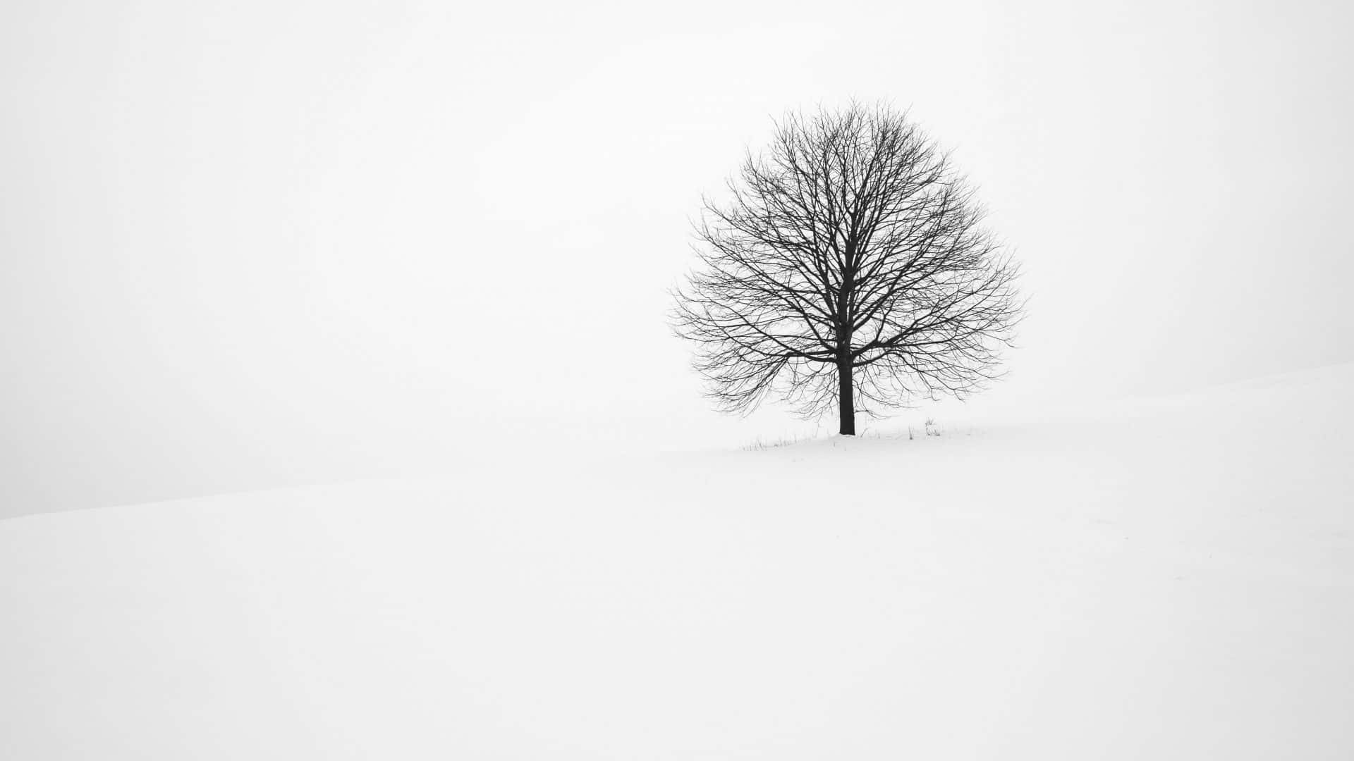 minimalist winter, bare tree, snowy hill, Full HD Desktop Wallpaper