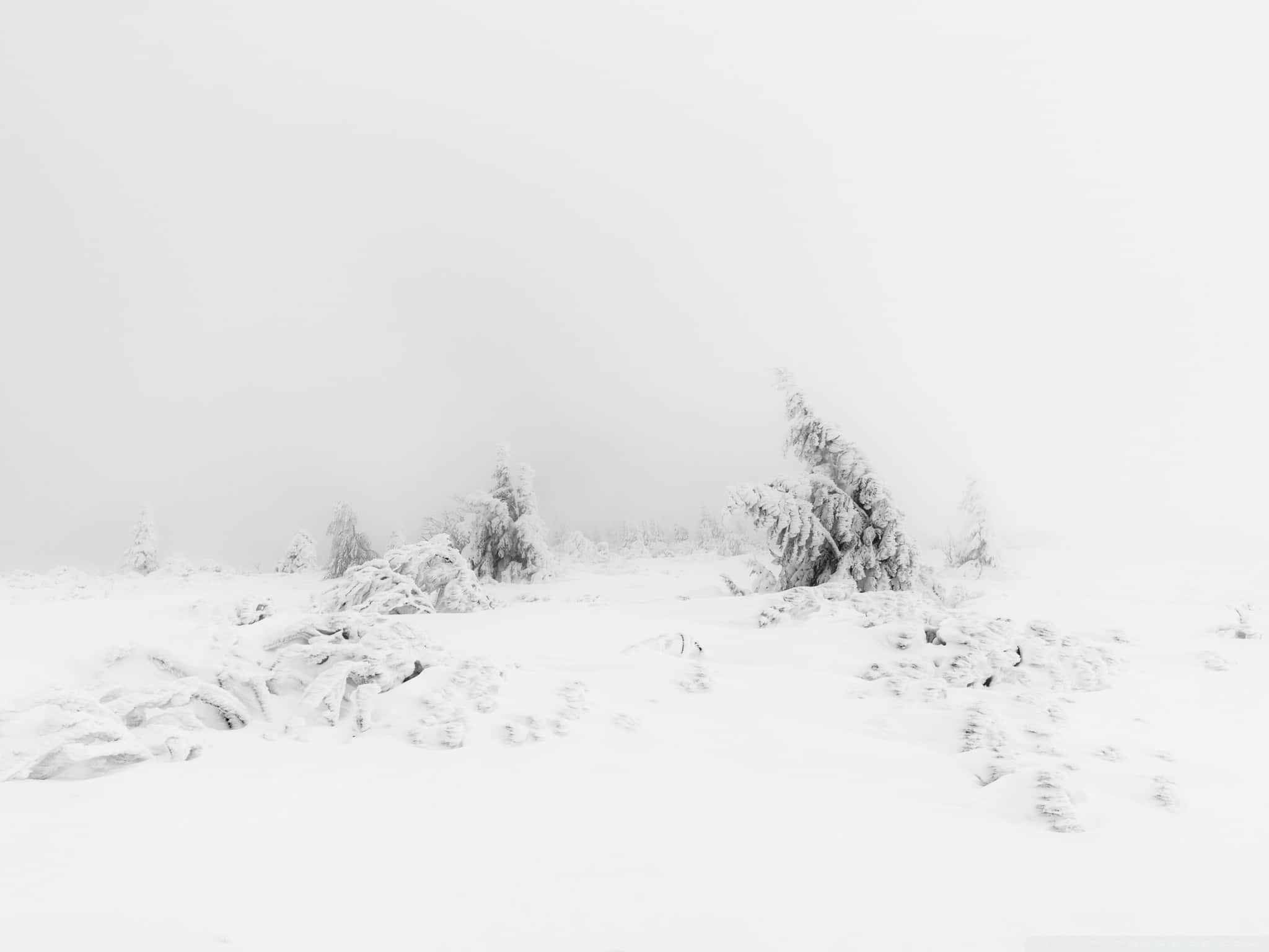 Minimalist Winter, snow-covered trees, rocks blanketed in white, Full HD Desktop Wallpaper