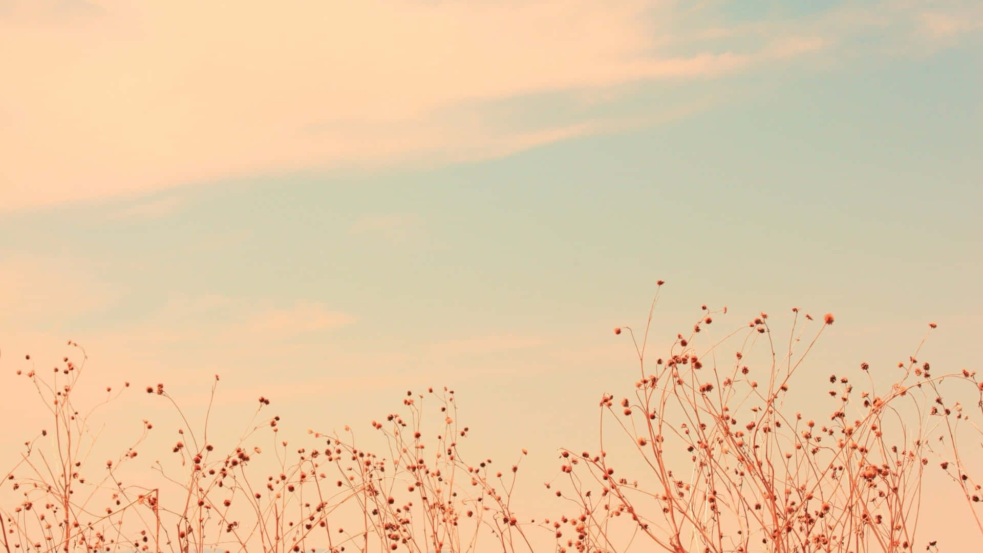 pastel sky, dry plants, dried grasses, Full HD Desktop Wallpaper