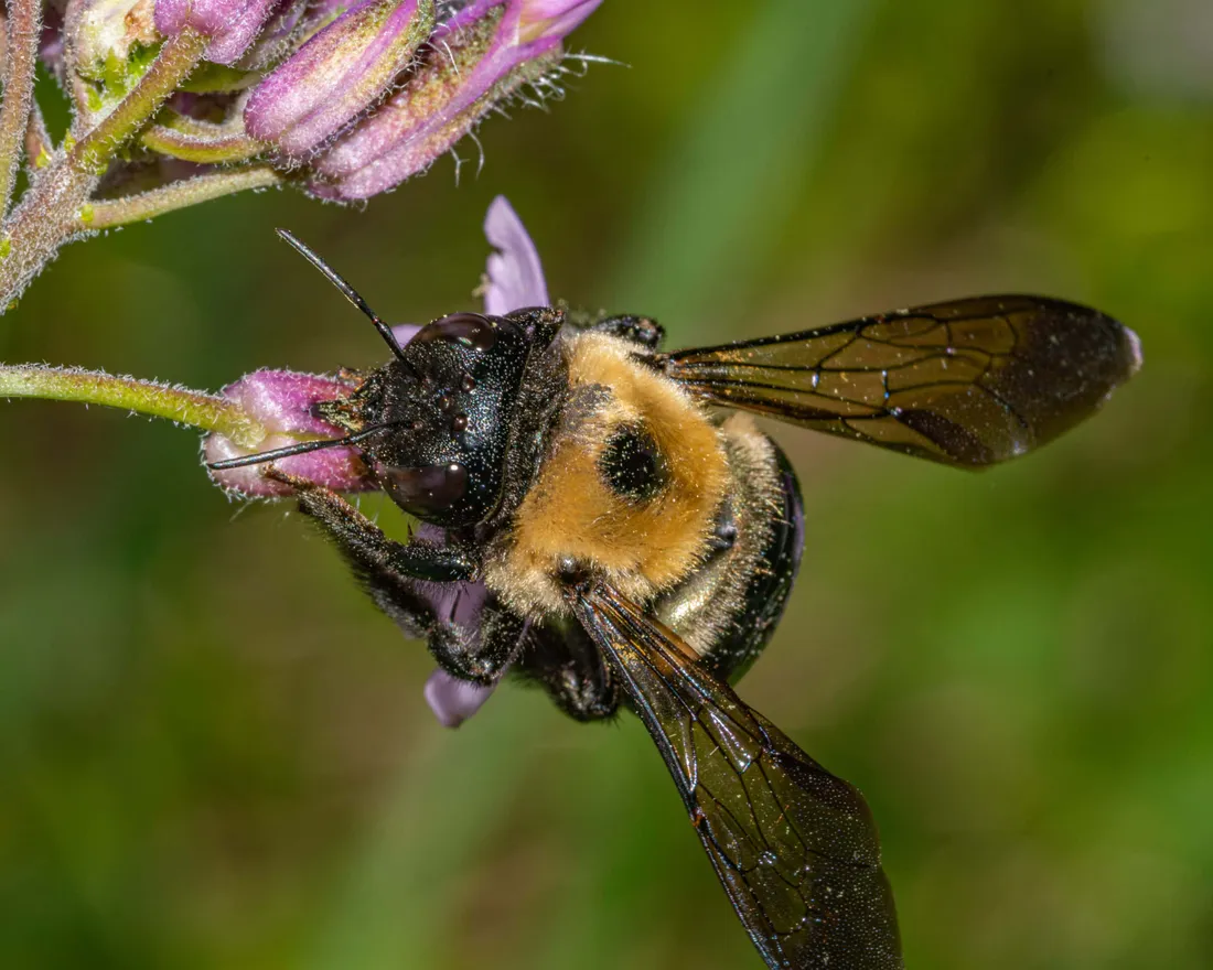 Mining Bee
