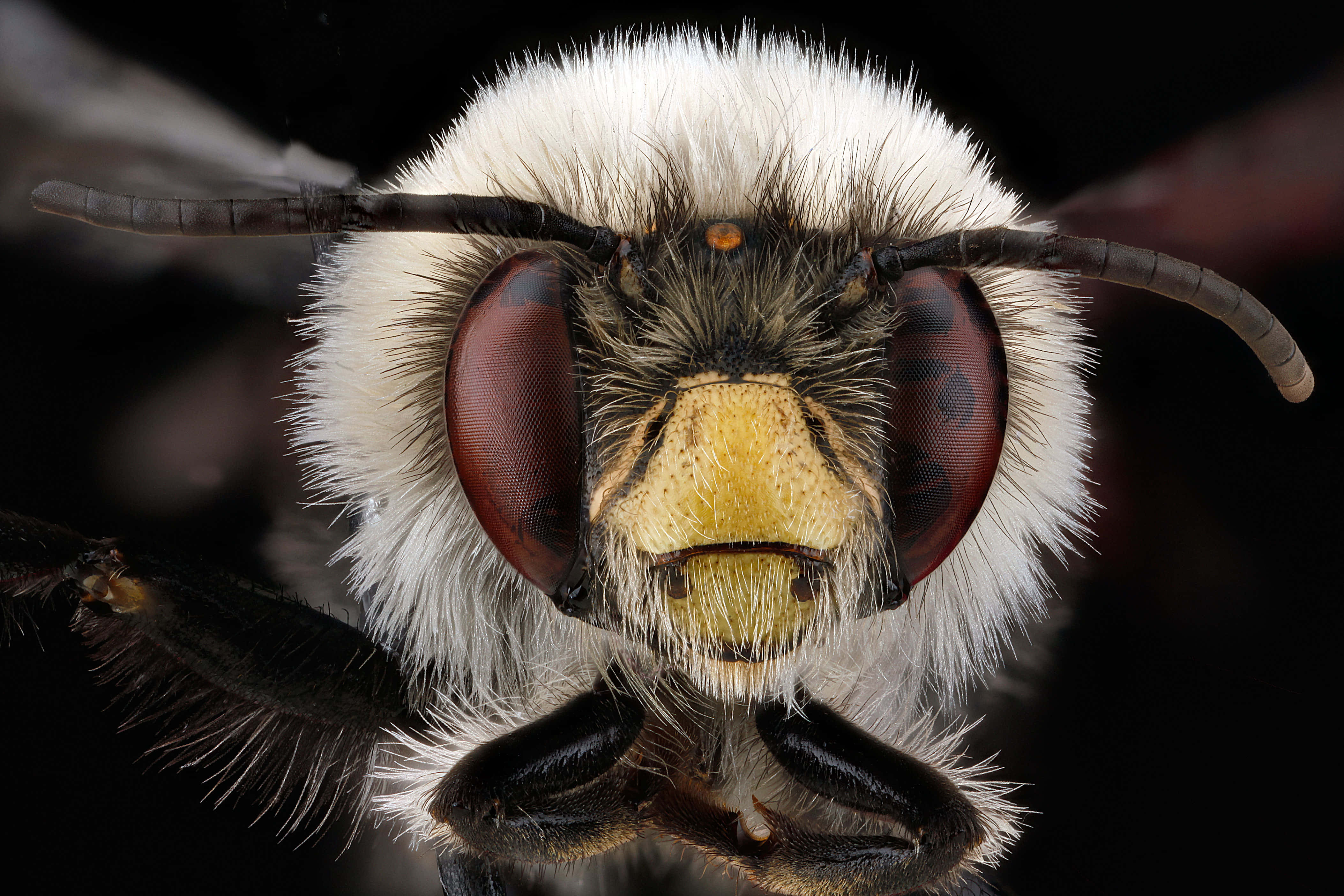 Mining Bee, fuzzy white bee, large compound eyes, 4K Desktop Wallpaper