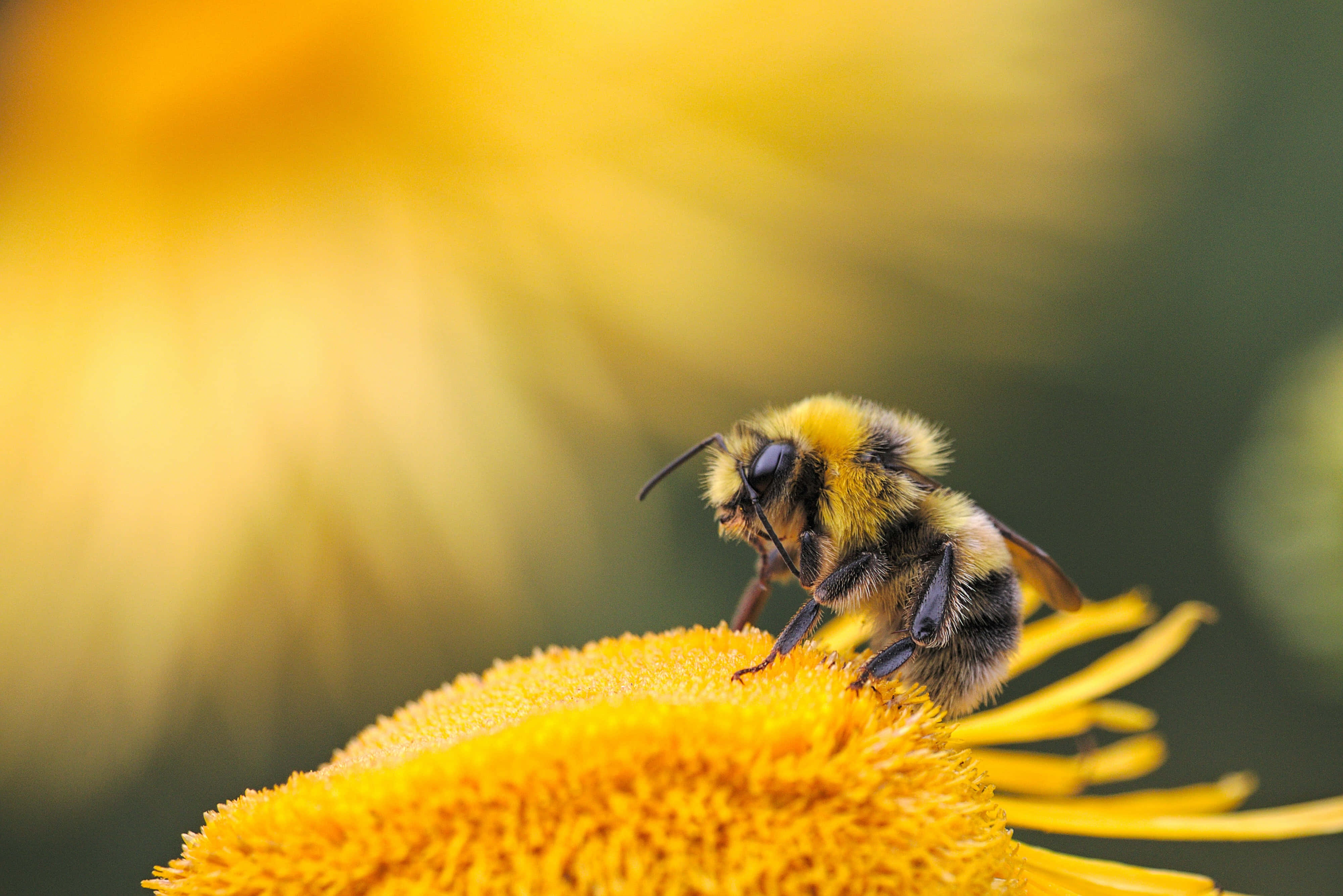 Mining Bee, yellow flower, yellow and black stripes, 4K Desktop Wallpaper