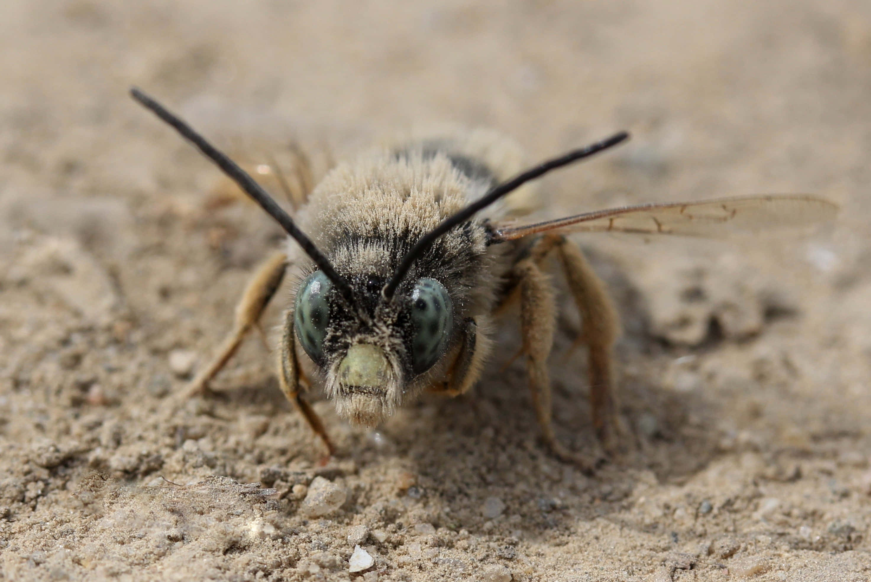 Mining Bee, fuzzy bee, large green eyes, 2K Desktop Wallpaper