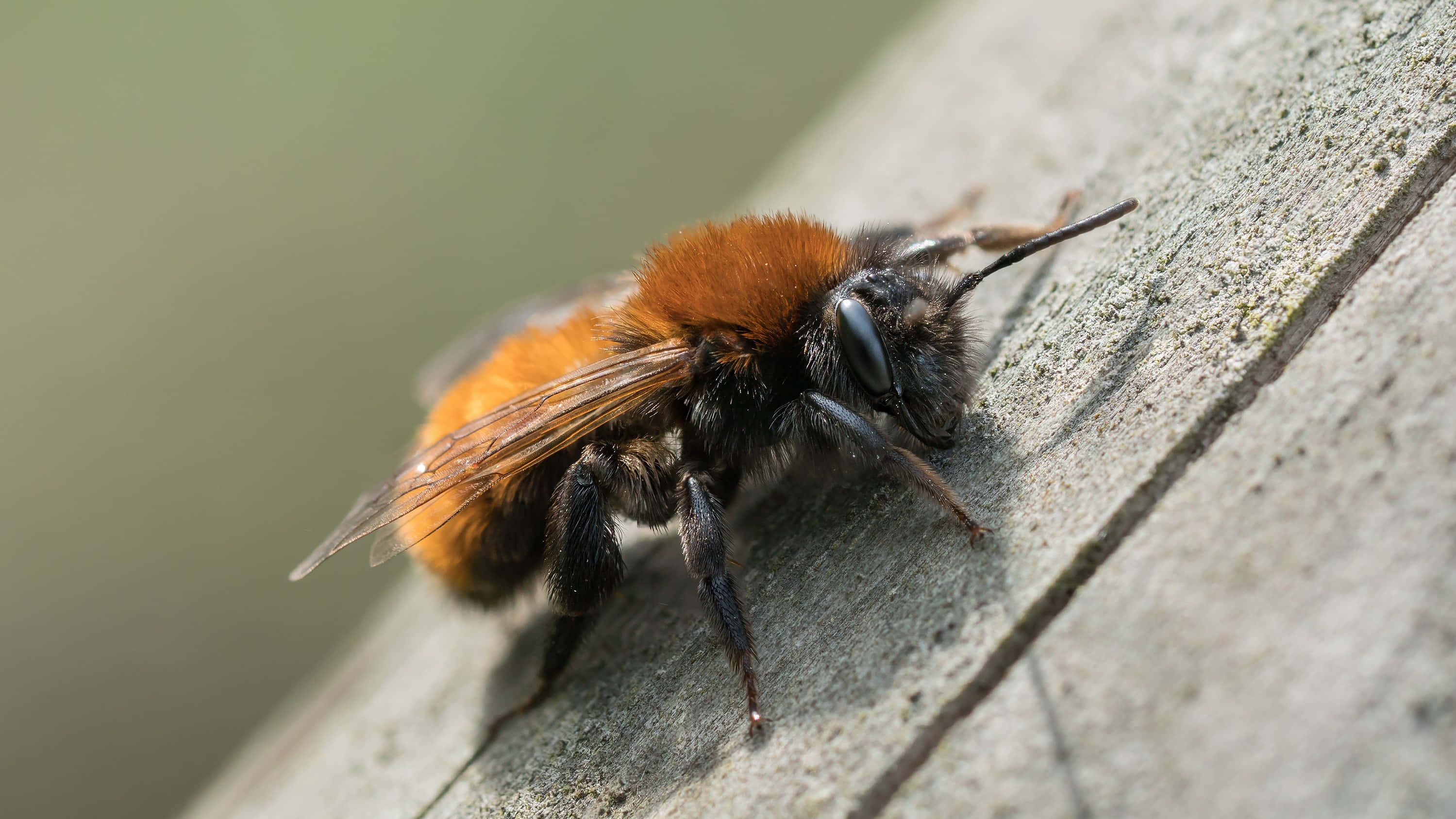 Mining Bee, orange and black, fuzzy, 2K Desktop Wallpaper