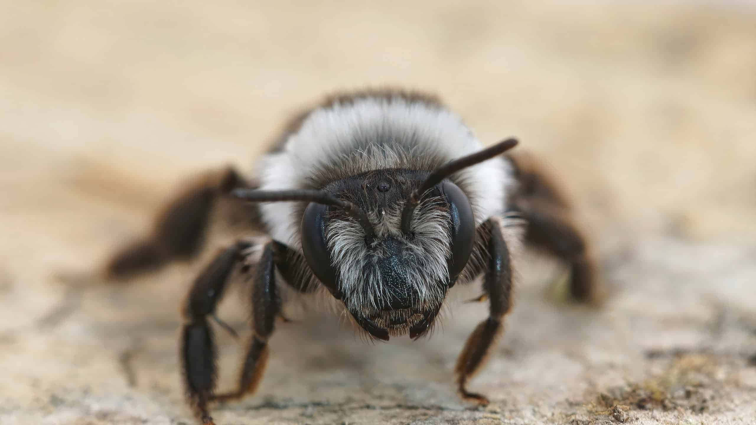 Mining Bee, fuzzy black and white, large compound eyes, 2K Desktop Wallpaper