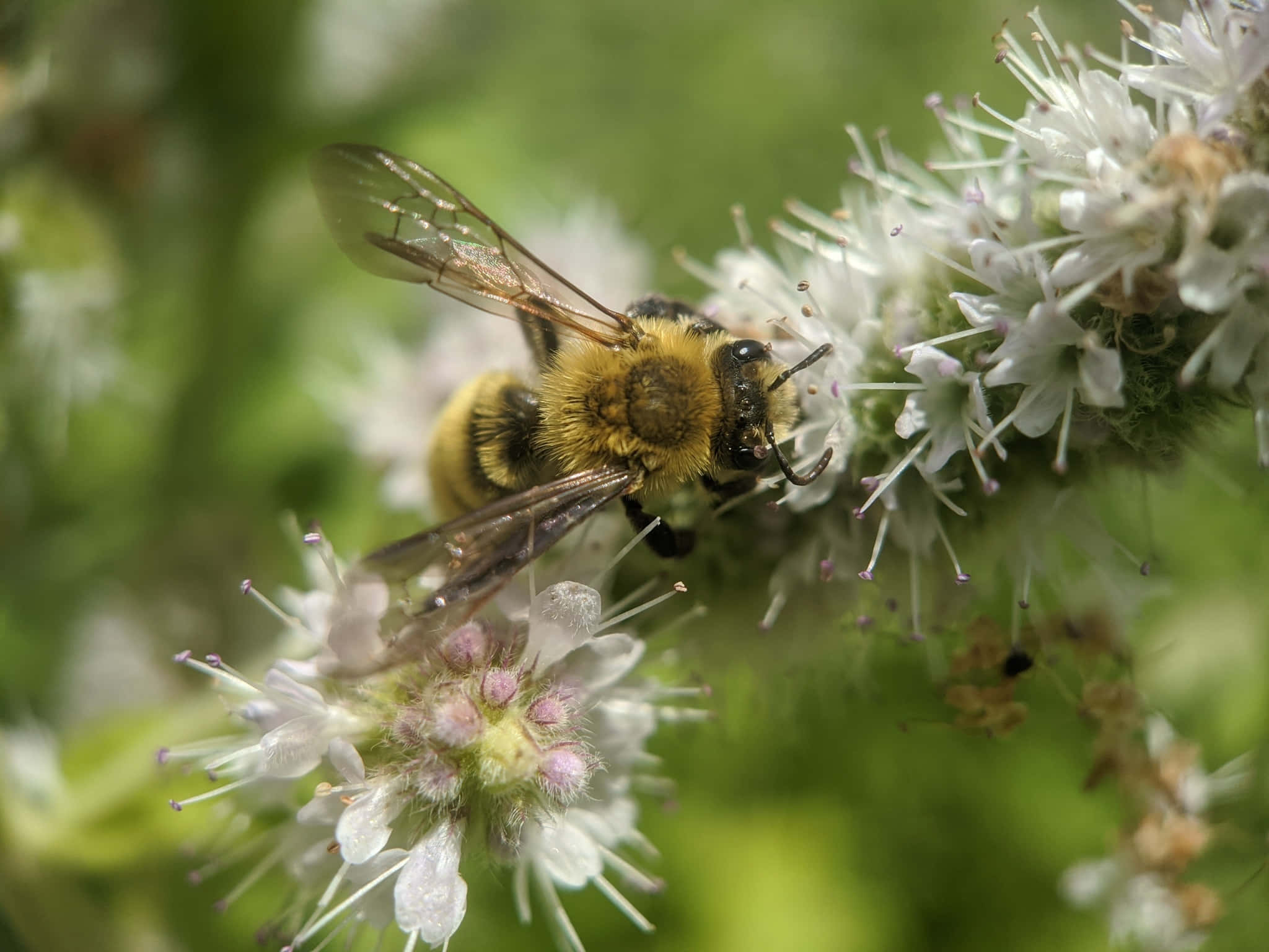 Mining Bee, flowering plant, white flowers, Full HD Desktop Wallpaper