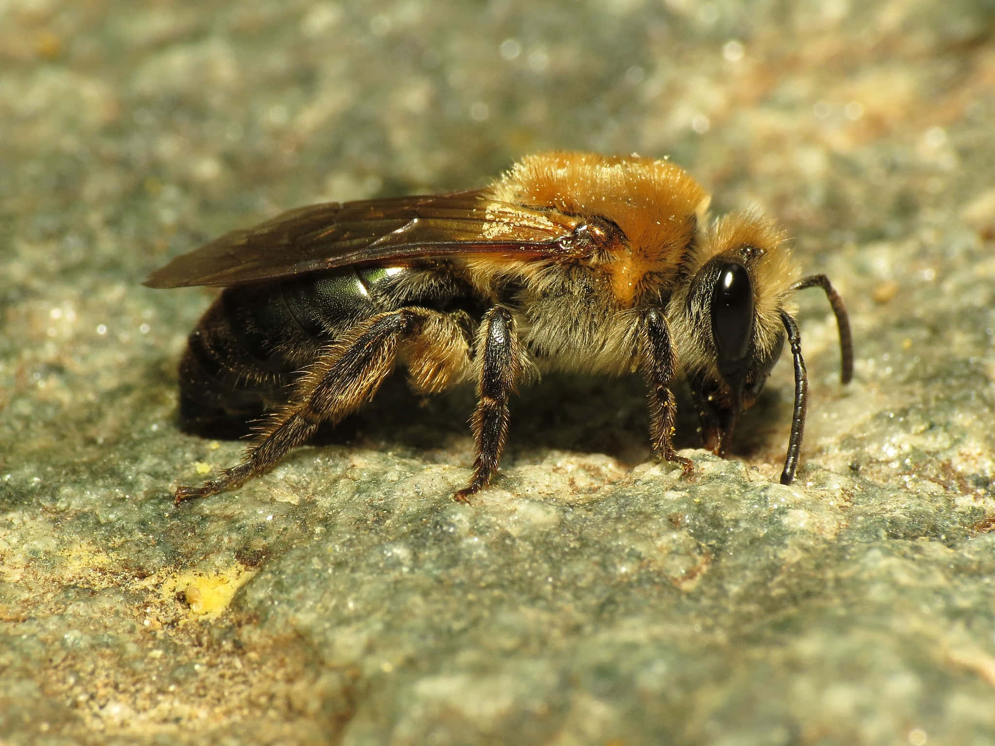 Mining Bee, orange, black, Full HD Desktop Wallpaper
