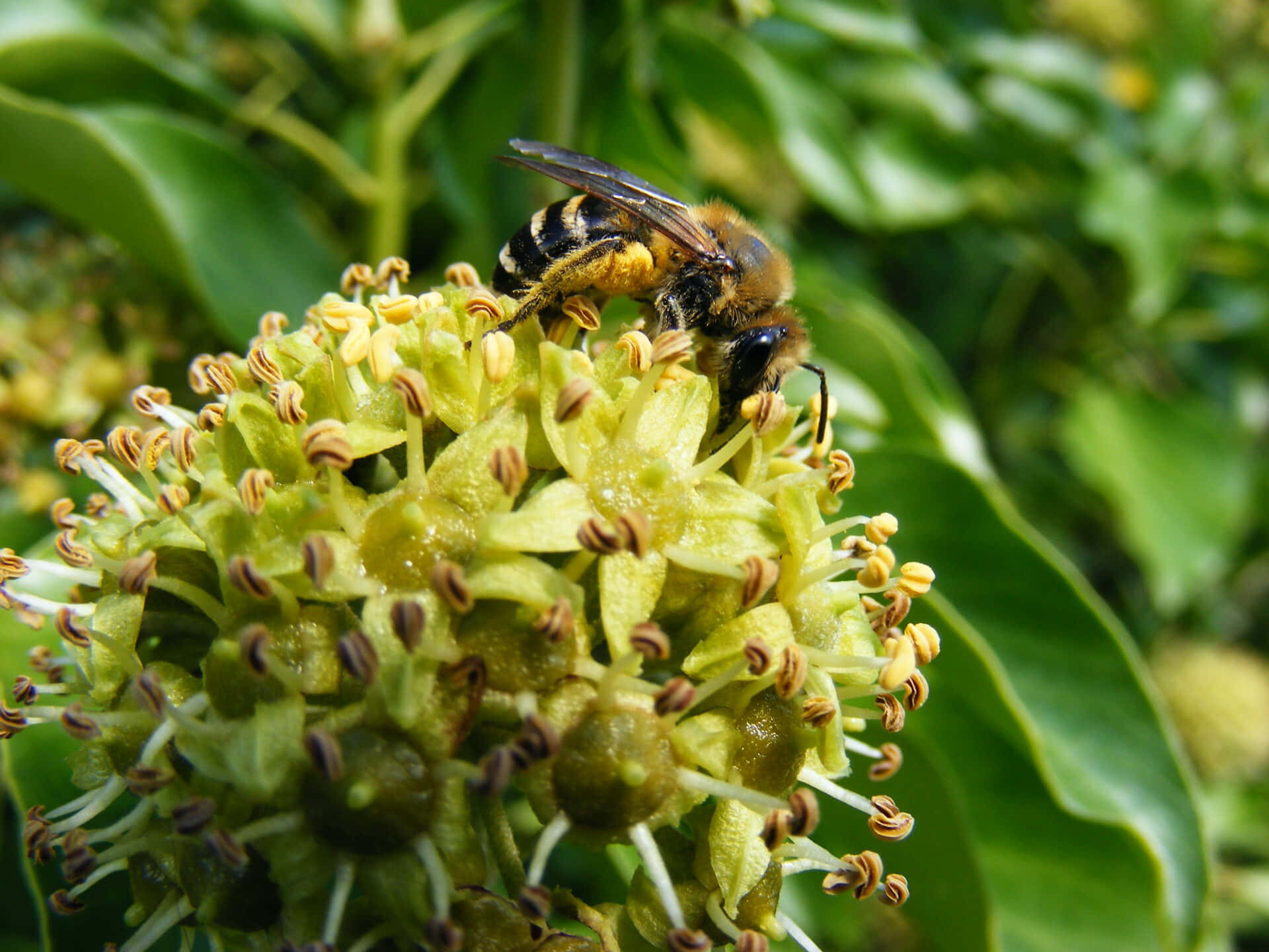 Mining Bee, flower cluster, vibrant green, Full HD Desktop Wallpaper