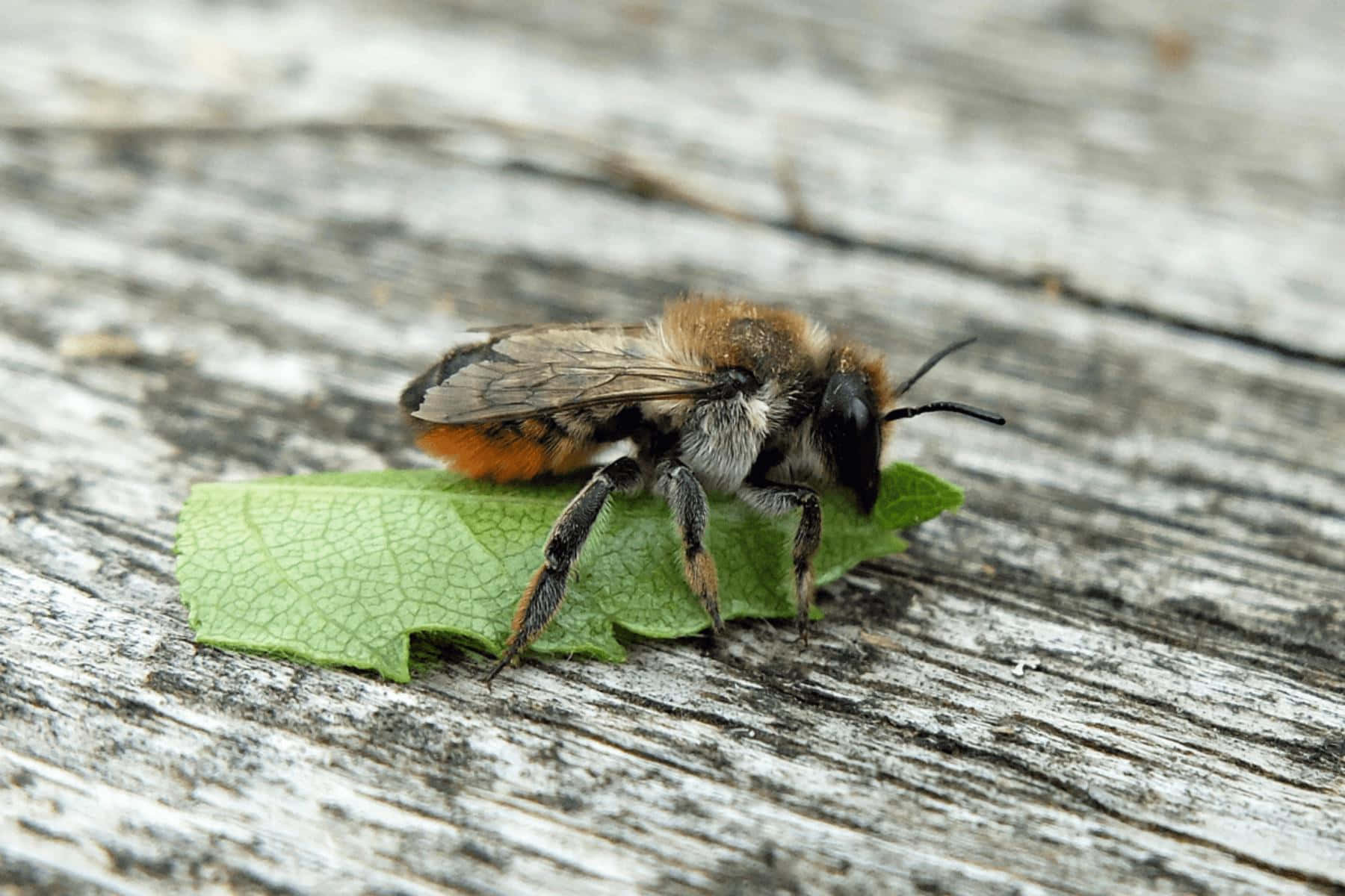 Mining Bee, orange and black bee, vibrant green leaf, HD Desktop Wallpaper