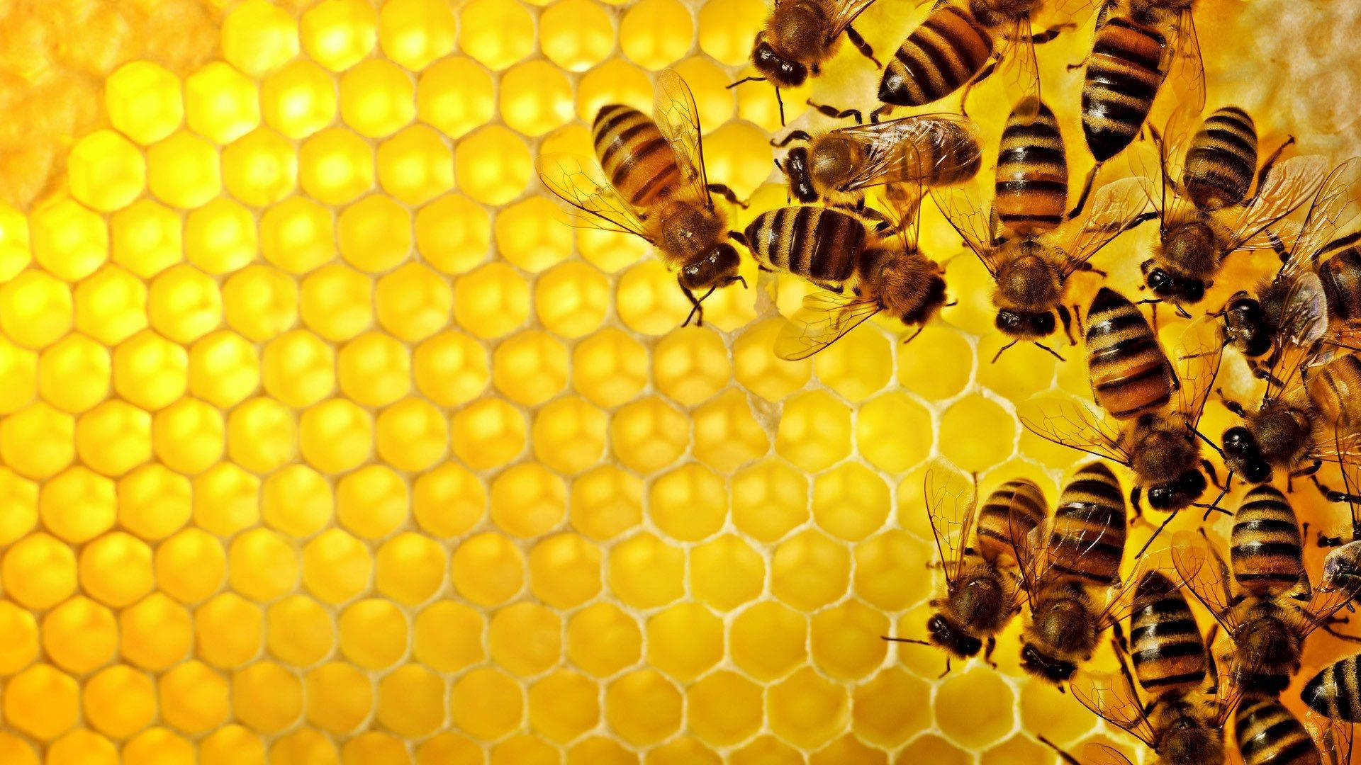 bee, hive, golden honeycomb, Full HD Desktop Wallpaper