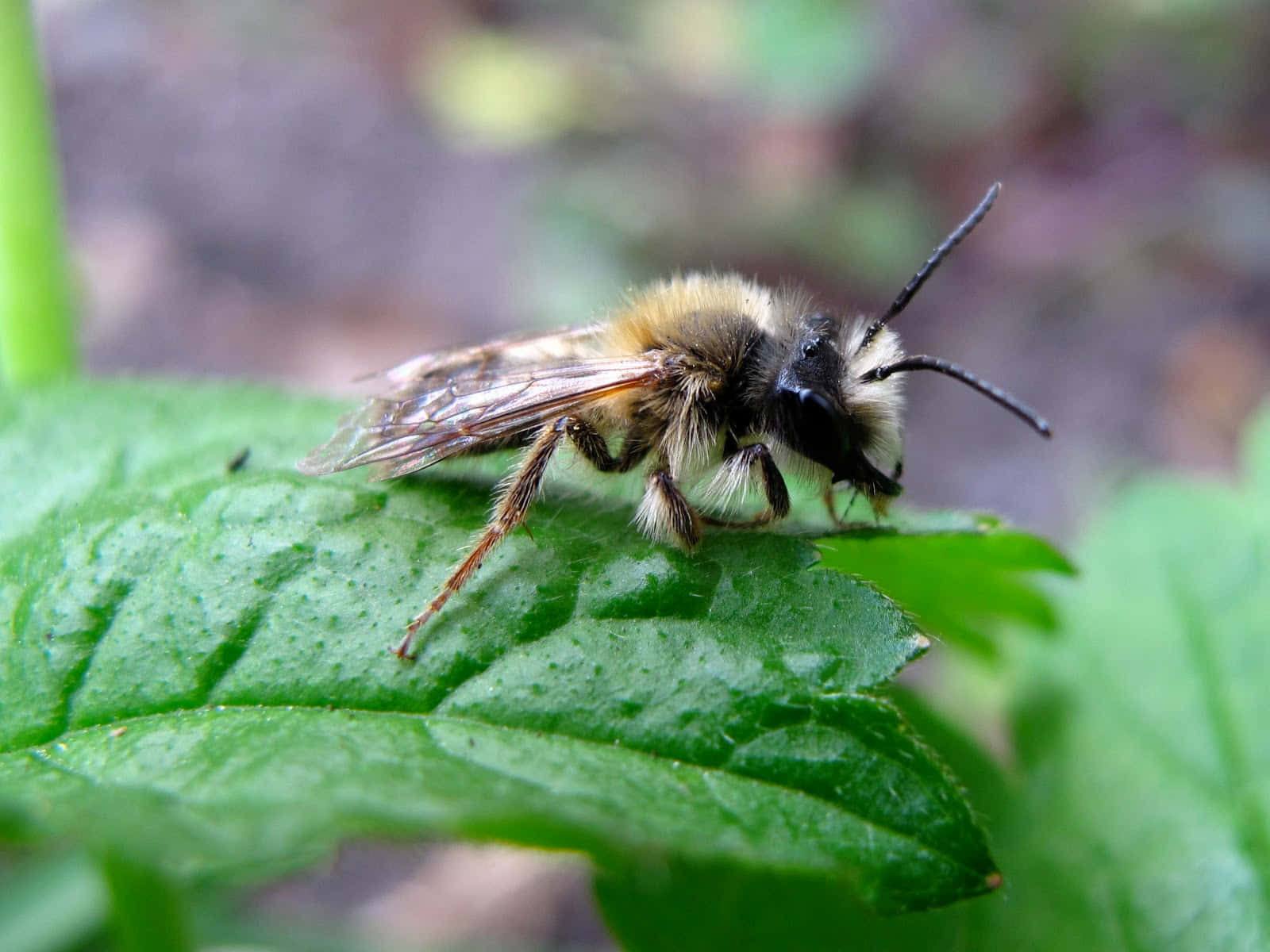 Mining Bee, leaf, vibrant green, HD Desktop Wallpaper