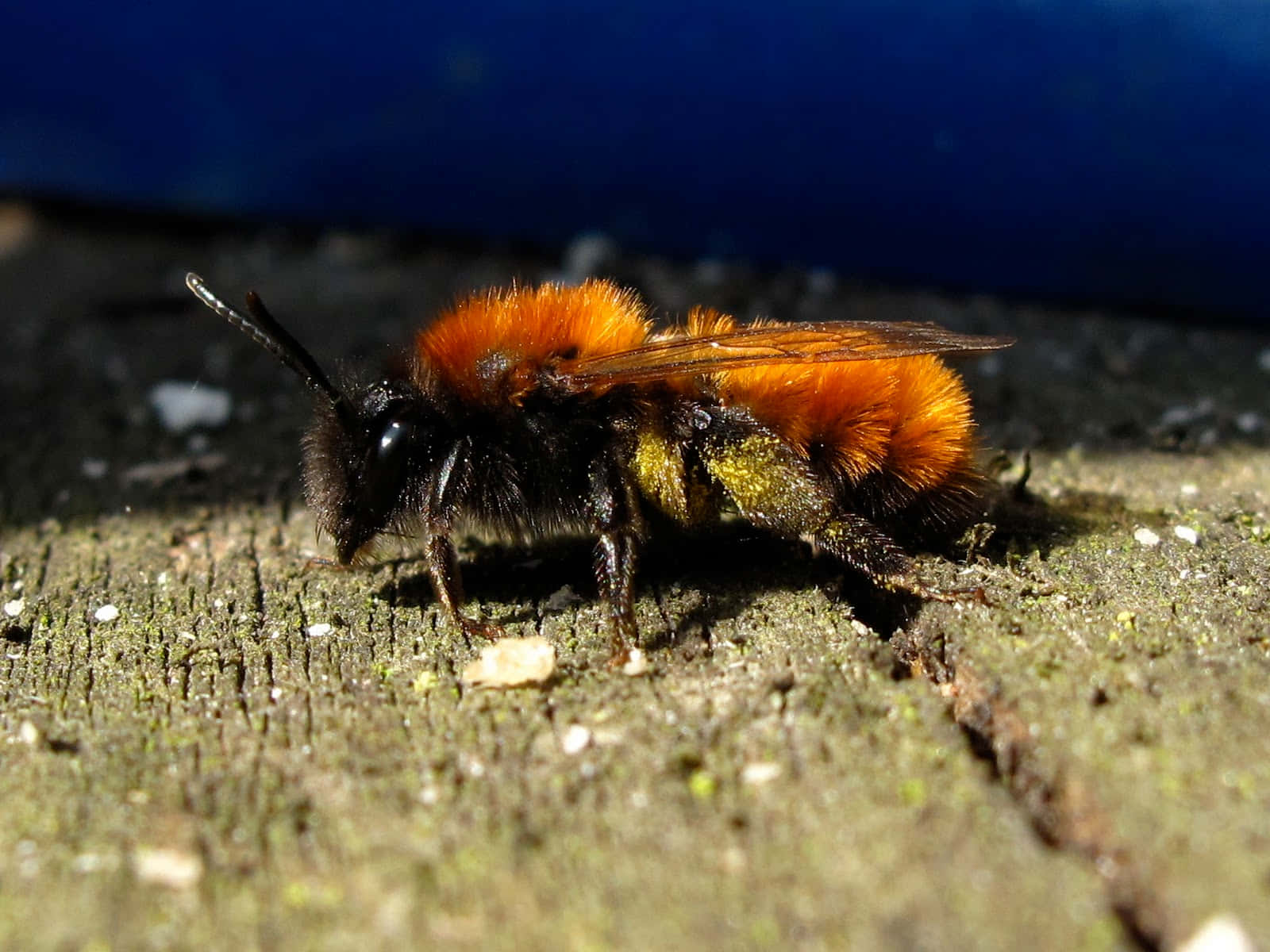 Mining Bee, fuzzy orange and black, golden pollen, HD Desktop Wallpaper