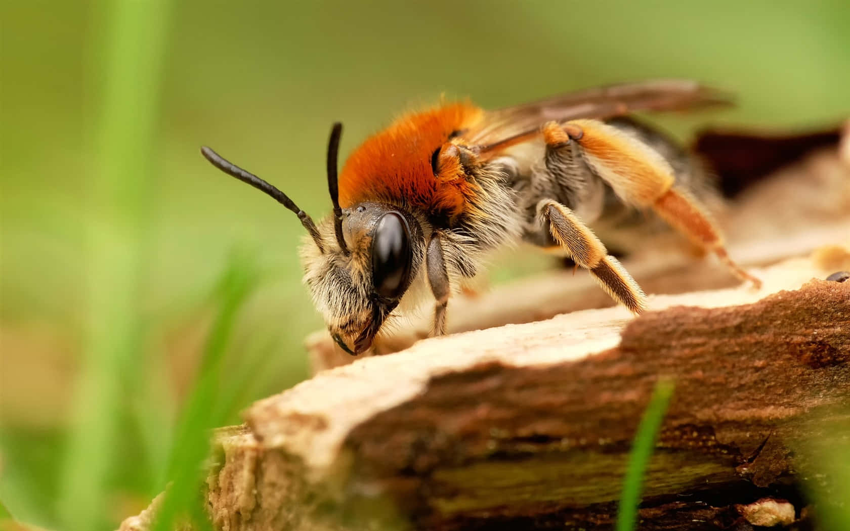 Mining Bee, orange and black, wooden log, HD Desktop Wallpaper