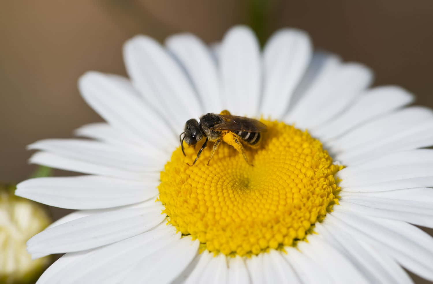 Mining Bee, daisy flower, bright yellow center, HD Desktop Wallpaper