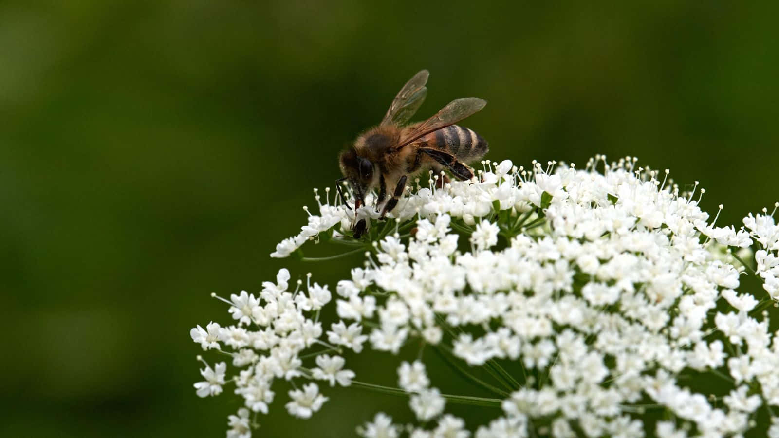 Mining Bee, white wildflowers, soft green backdrop, HD Desktop Wallpaper