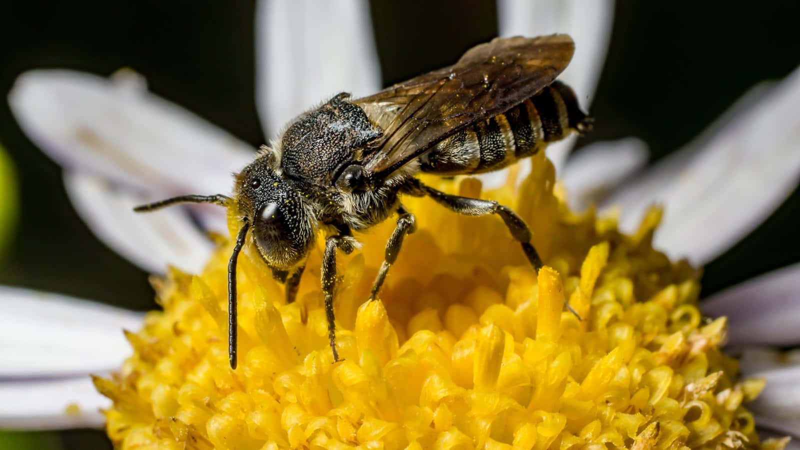 Mining Bee, yellow flower, daisy, HD Desktop Wallpaper
