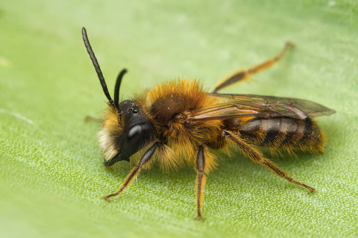 Mining Bee, orange and black bee, vibrant green leaf, SD Desktop Wallpaper