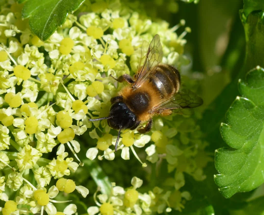 Mining Bee, yellow flowers, black and orange stripes, SD Desktop Wallpaper
