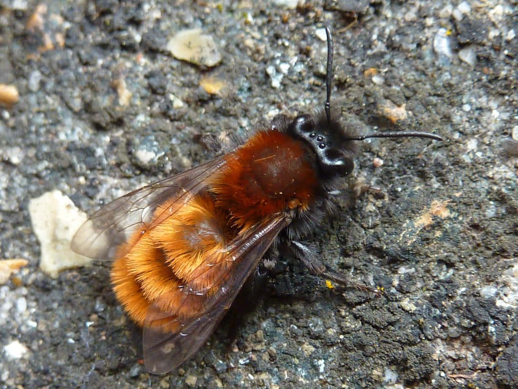 Mining Bee, orange and black, gritty asphalt, SD Desktop Wallpaper