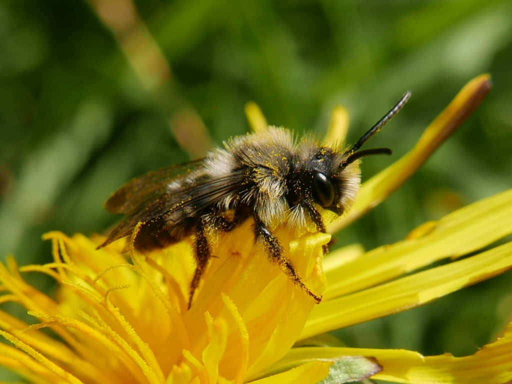 Mining Bee, yellow dandelion flower, pollen, SD Desktop Wallpaper