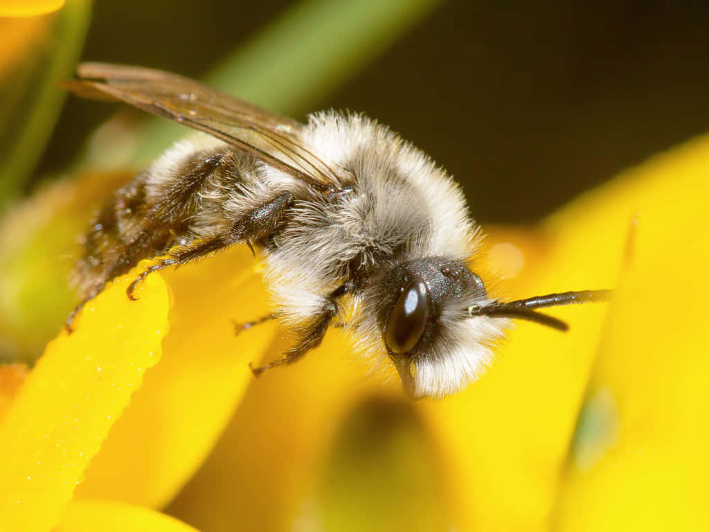 Mining Bee, yellow flower, white and dark fur, SD Desktop Wallpaper
