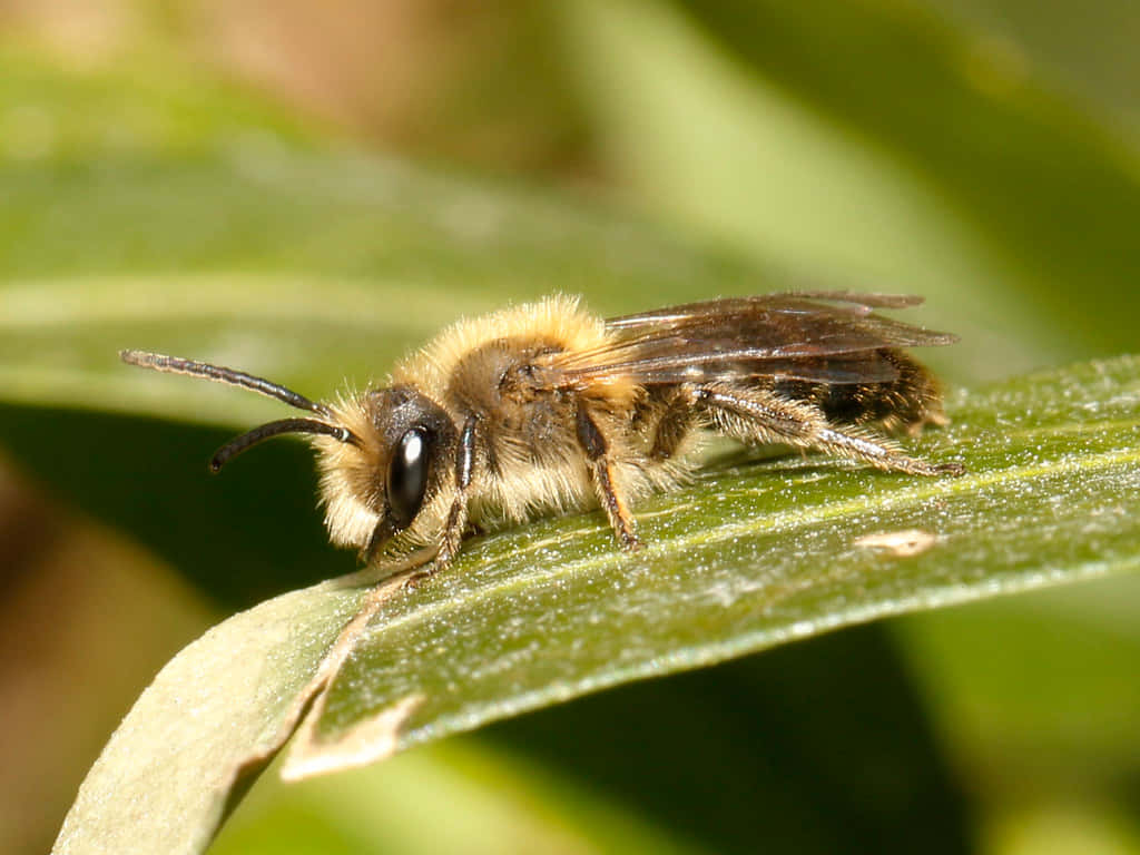 Mining Bee, brown and yellow bee, vibrant green leaf, SD Desktop Wallpaper