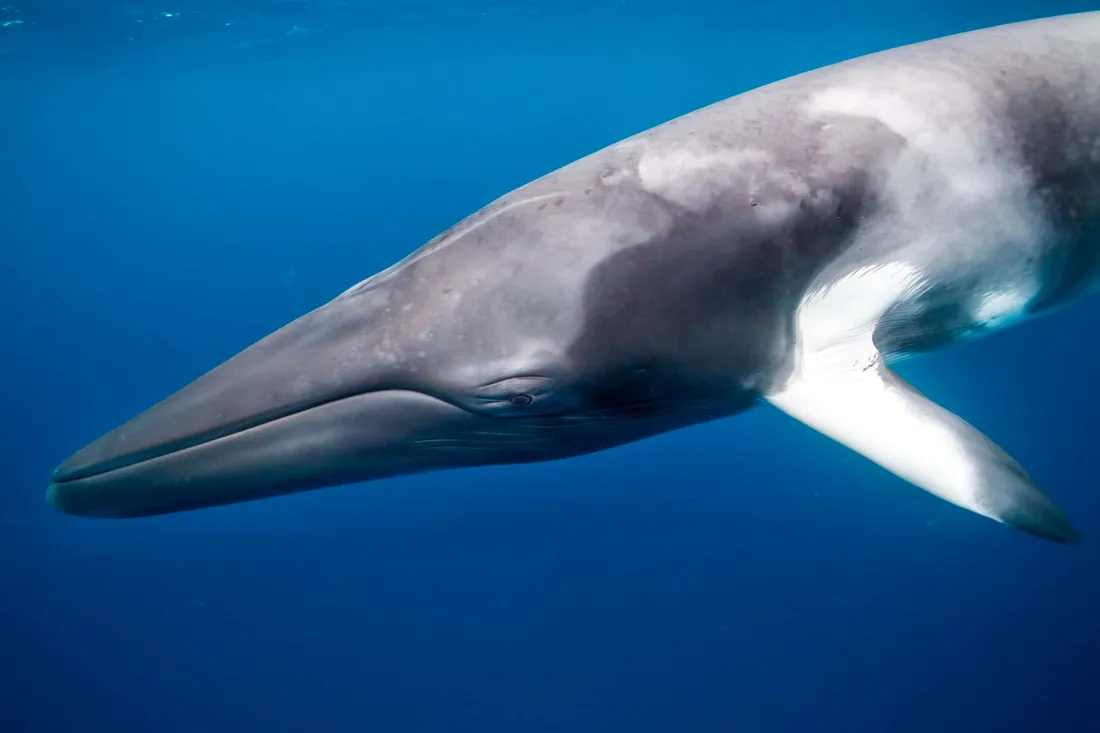 Minke Whale