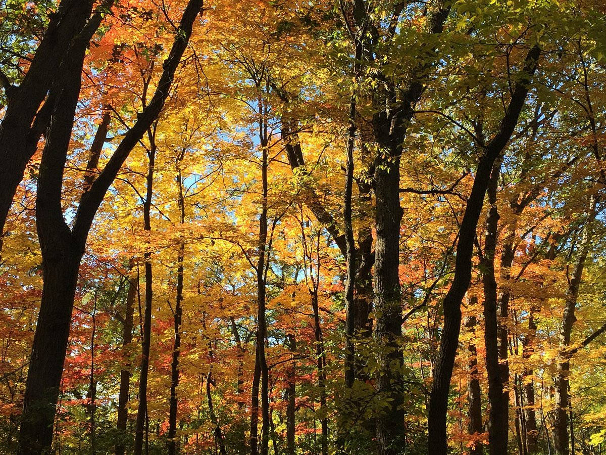 Minneapolis, quaking bog, golden orange, SD Desktop Wallpaper