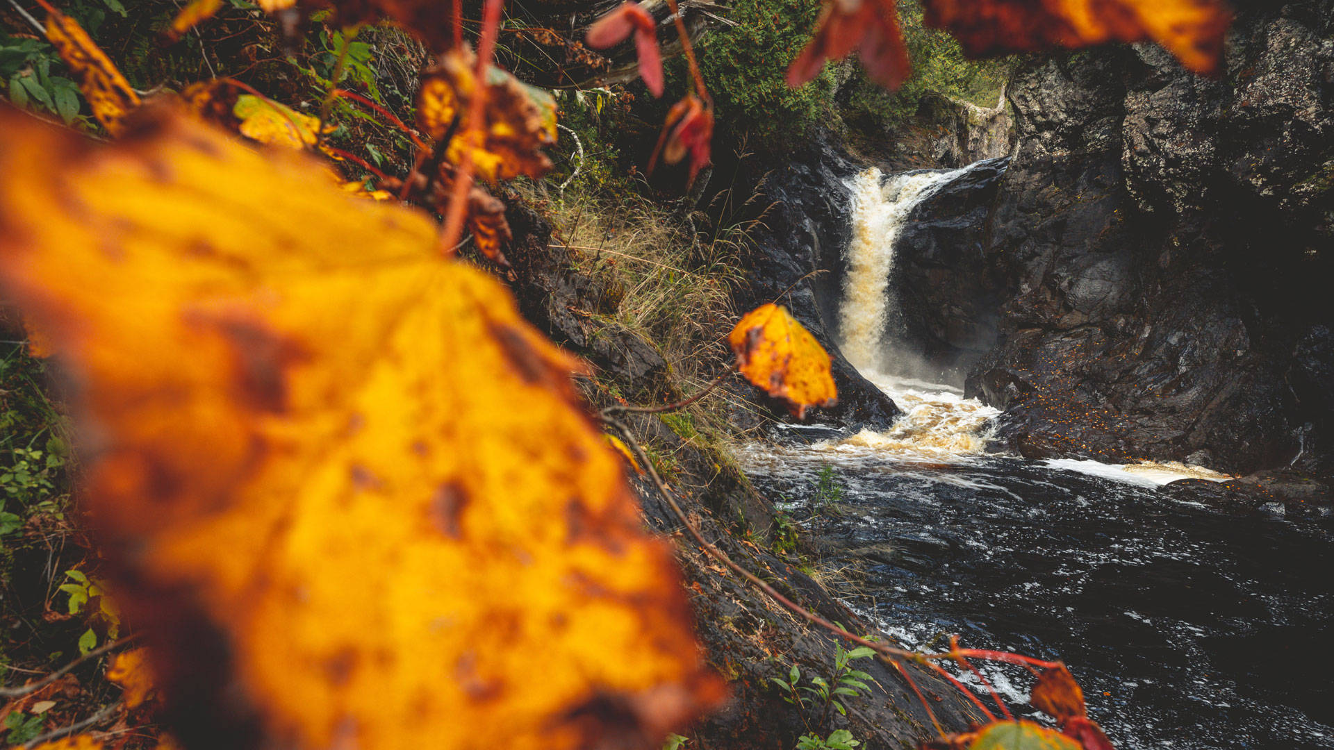 Minnesota, autumn, forest, Full HD Desktop Wallpaper