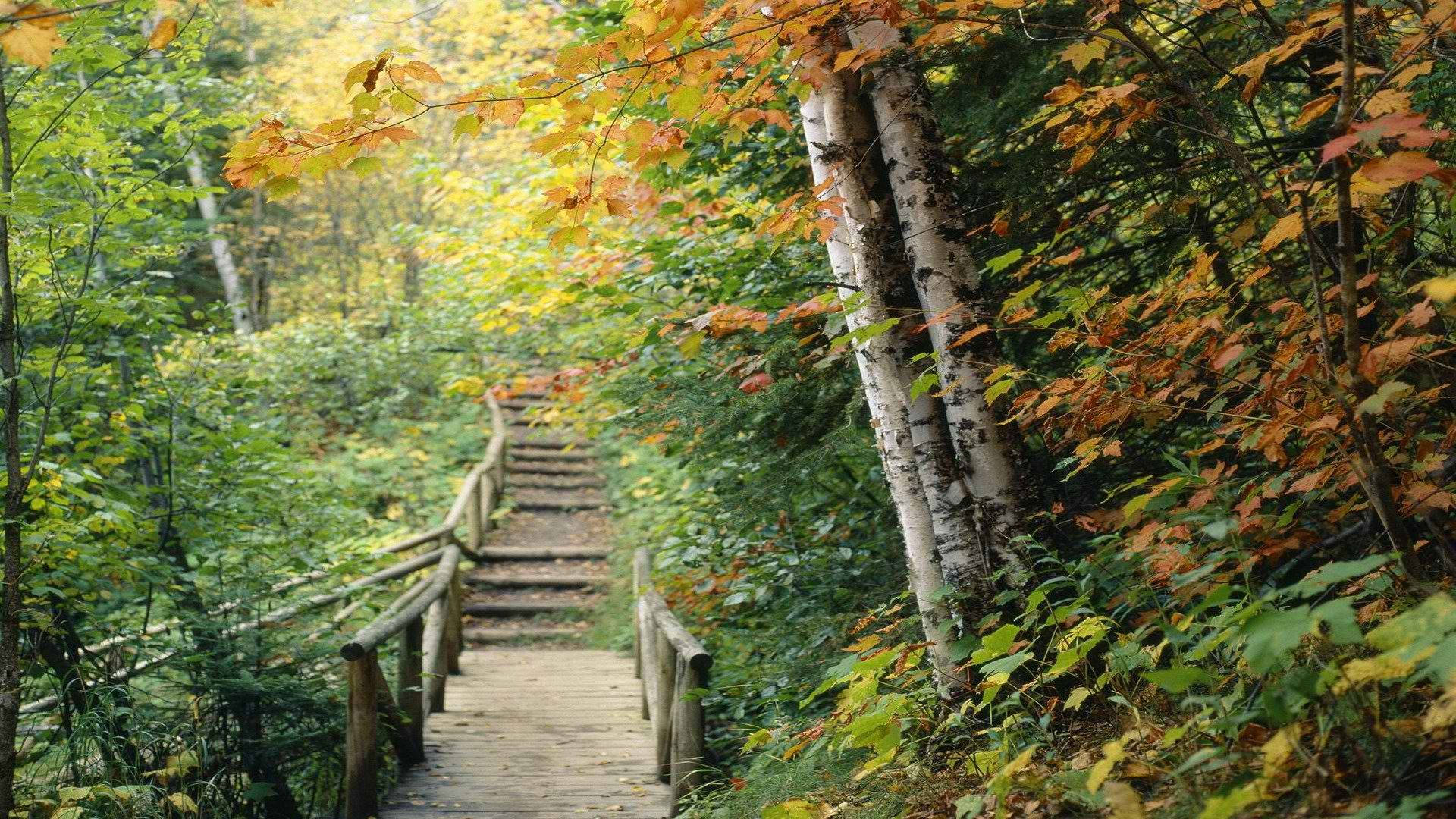 Minnesota, hidden forest trail, wooden staircase, Full HD Desktop Wallpaper